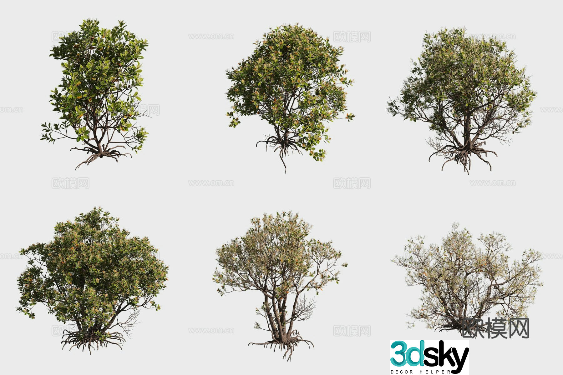 Sea paint mangrove plant 3d model