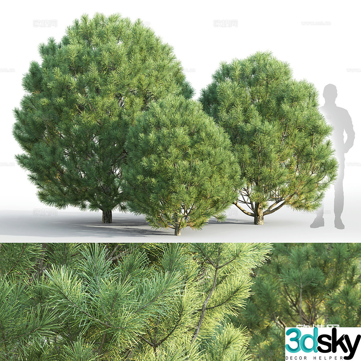 Pine tree 3d model