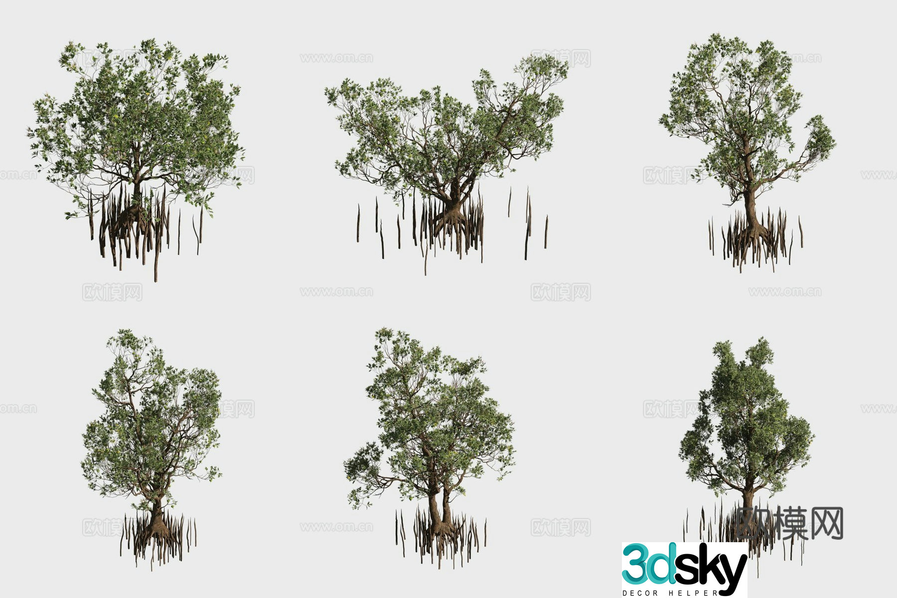 Cup calyxa mangrove plant 3D model