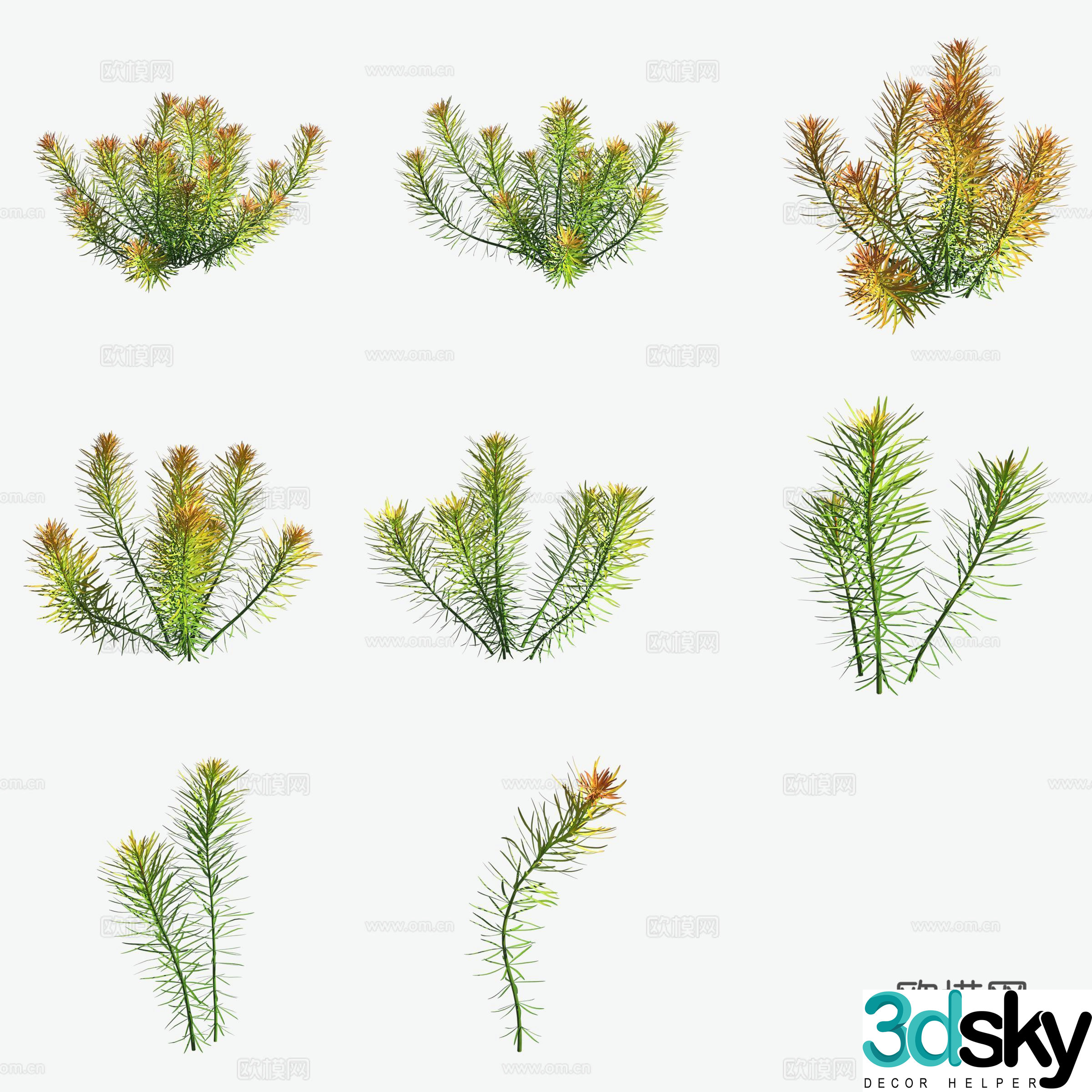 Aquatic plants slanted leaves lilac polygonum aquatic plants 3D model