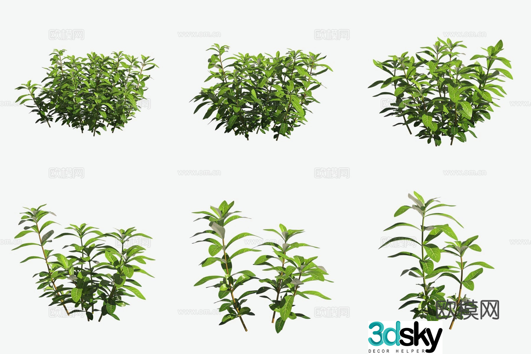 3D model of aquatic plants small pair of leaves