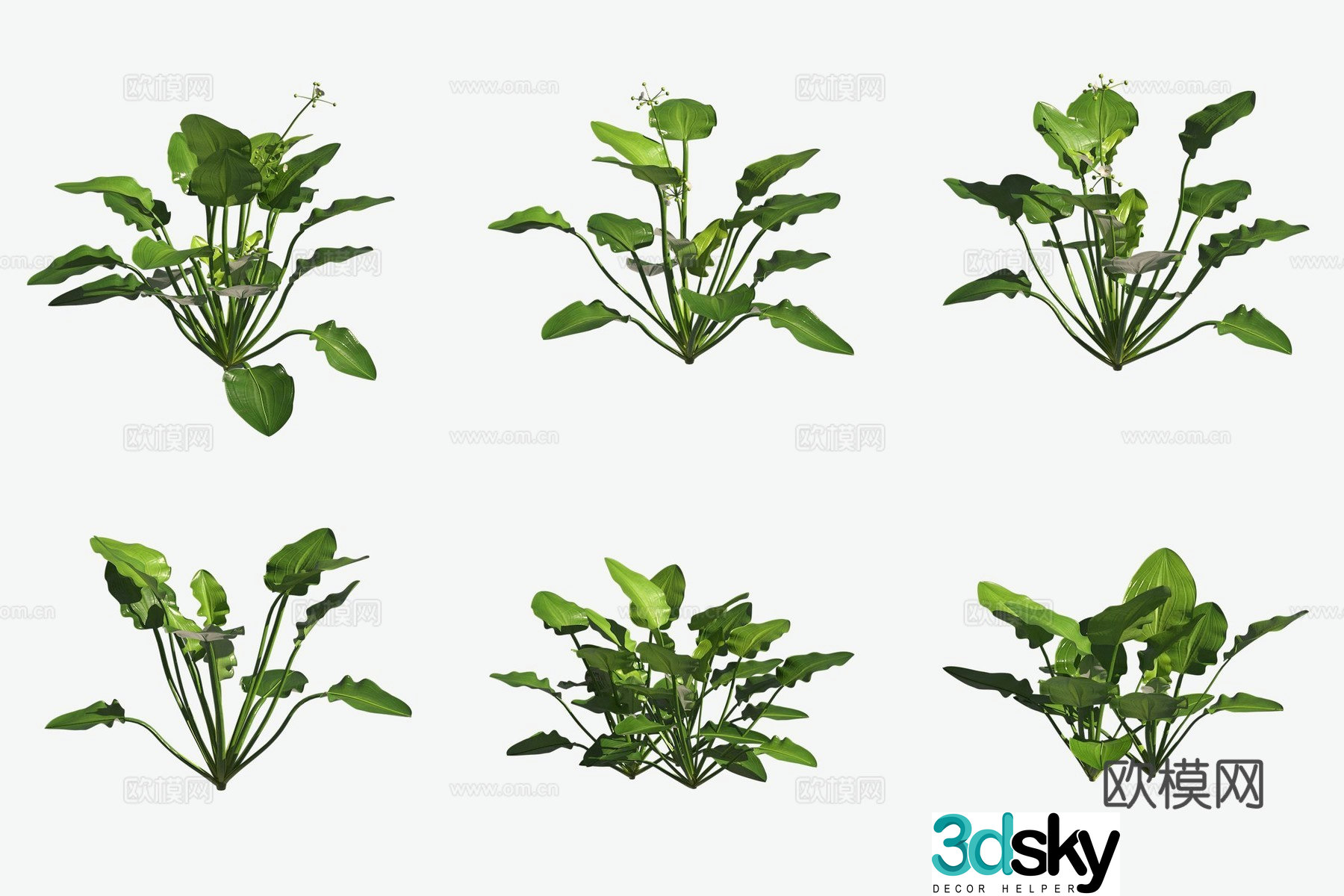 Aquatic grass crown grass aquatic plants 3D model