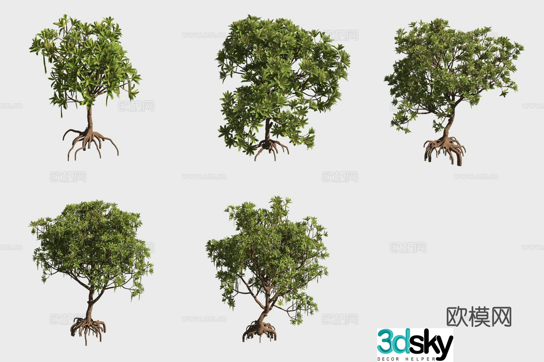 3D model of autumn gooseberry mangrove plant