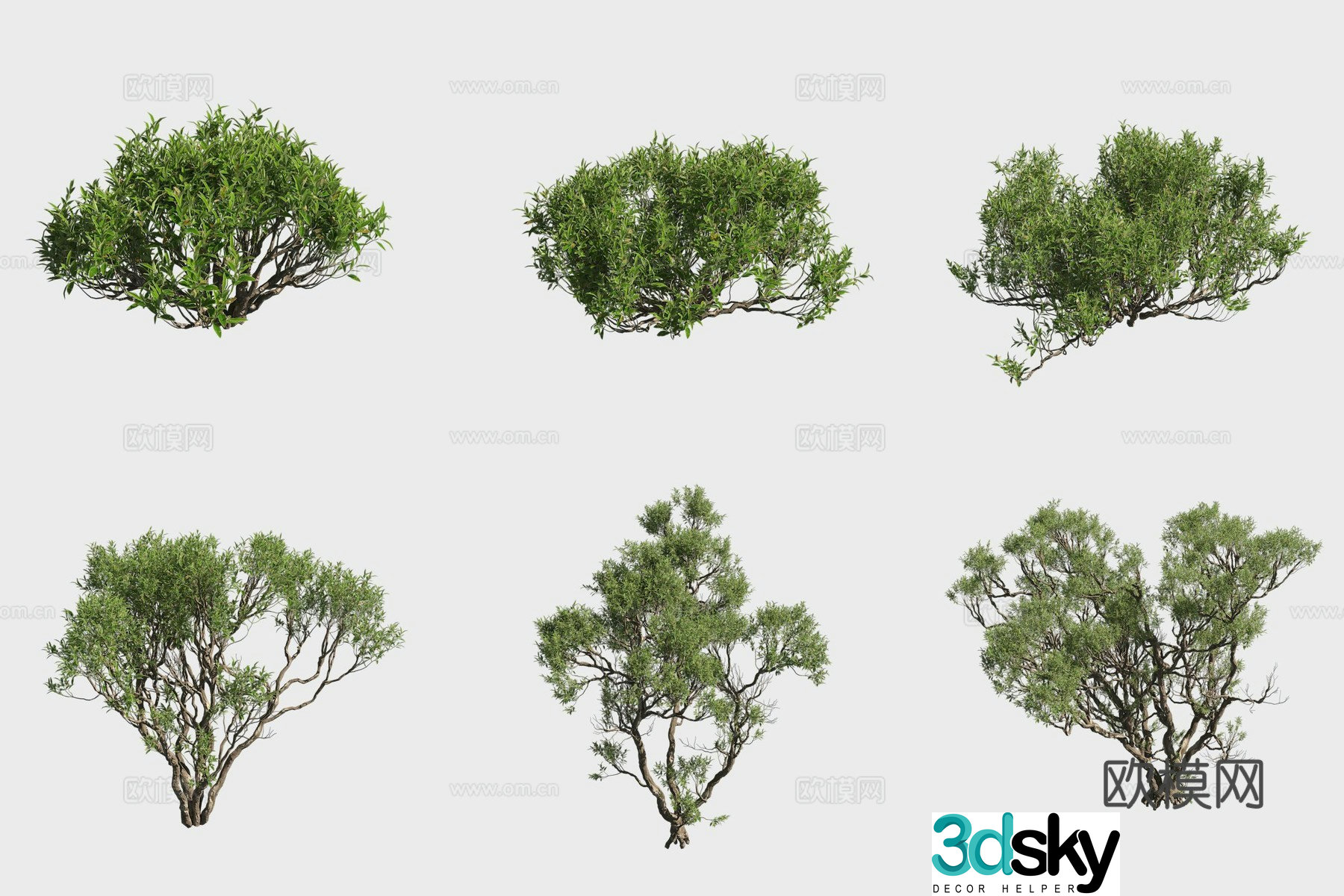 3D model of white bone soil mangrove plants