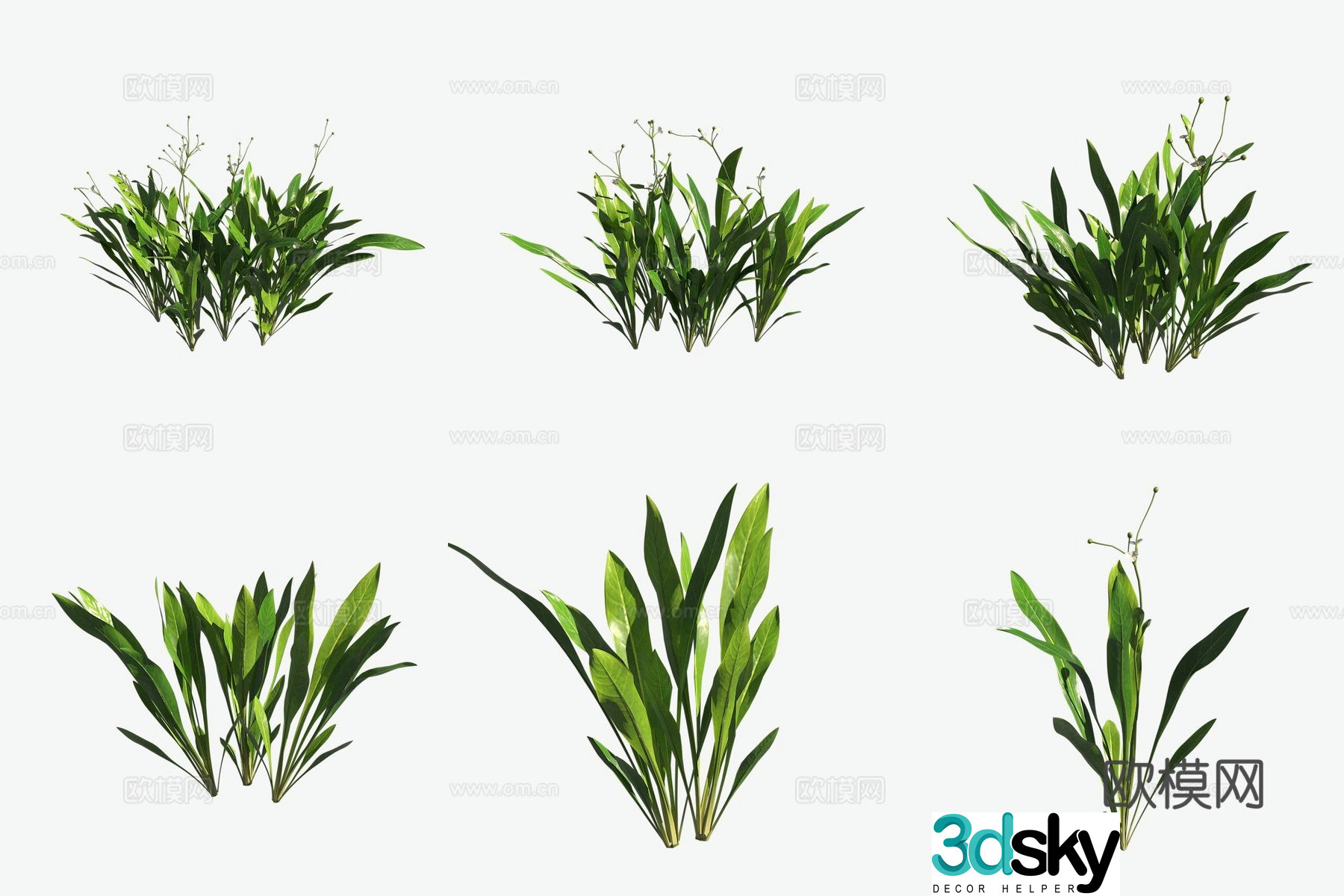 Aquatic grass mini crown grass aquatic plants 3d model