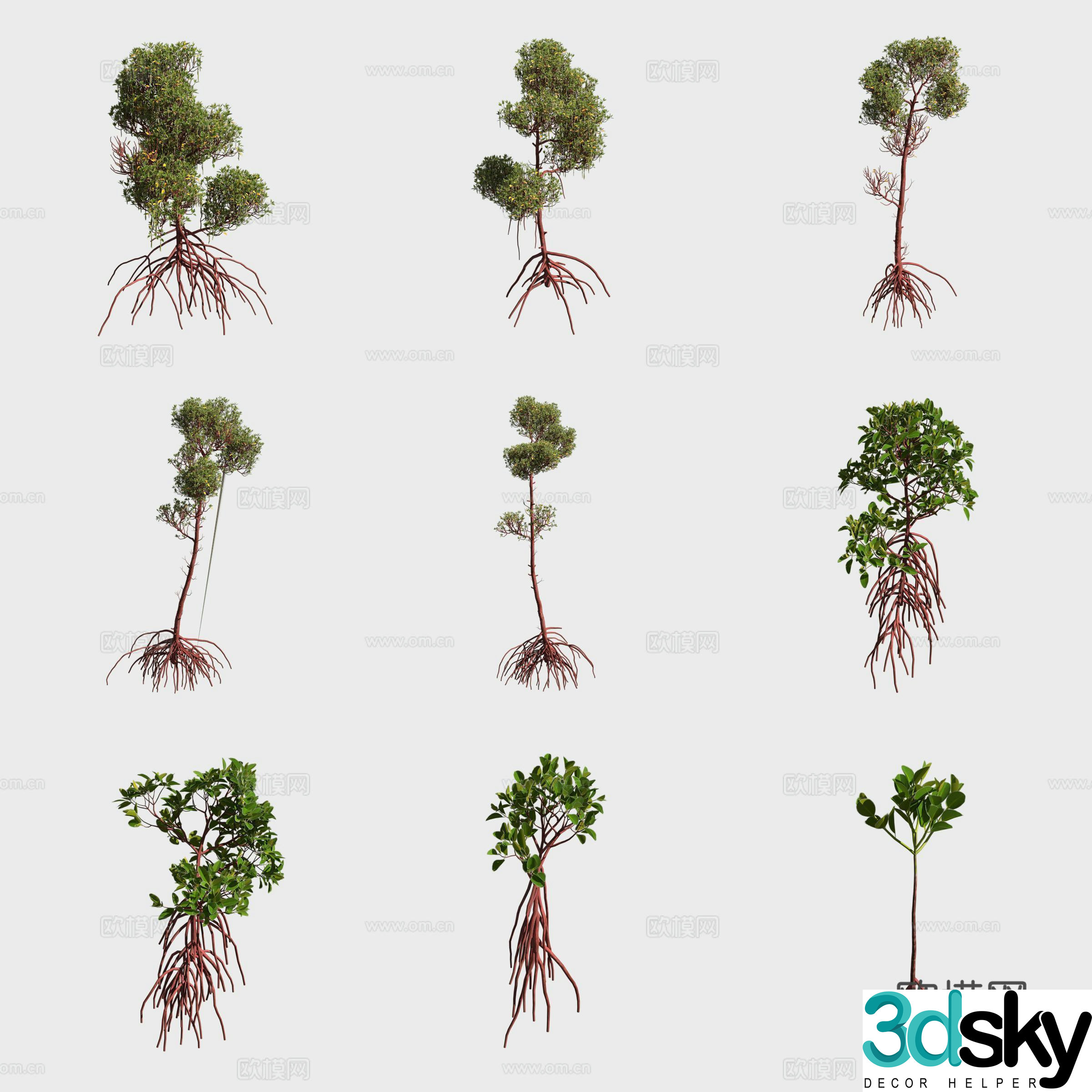Mangrove mangrove plants 3D model