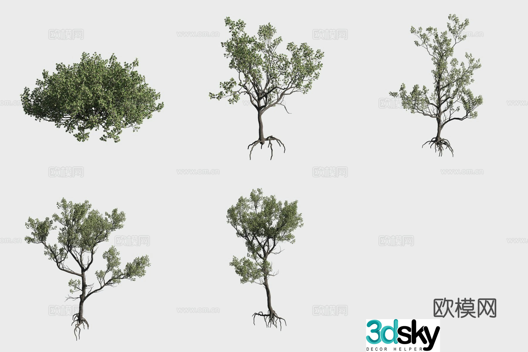 3D model of olive plum mangrove plants