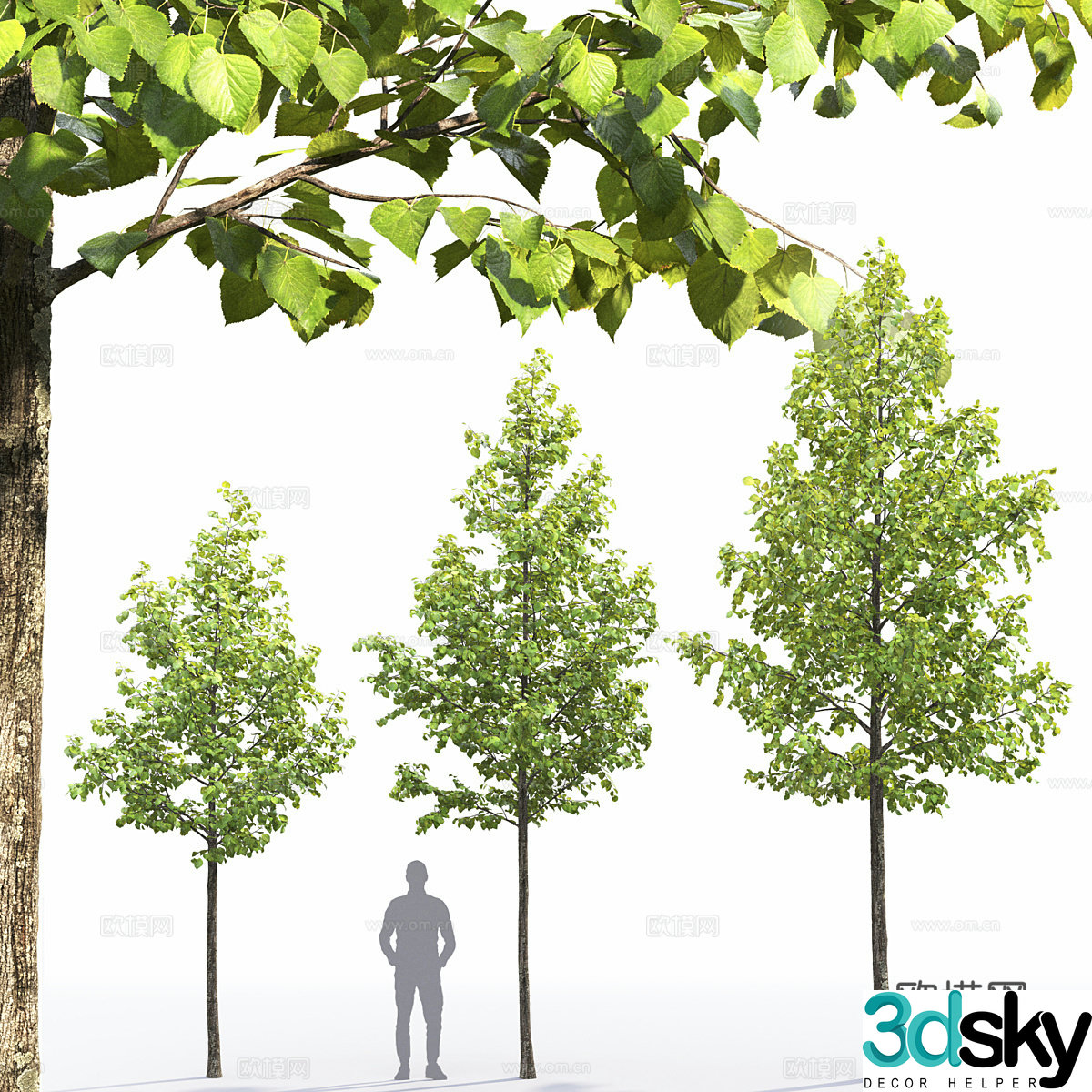 Linden tree 3d model