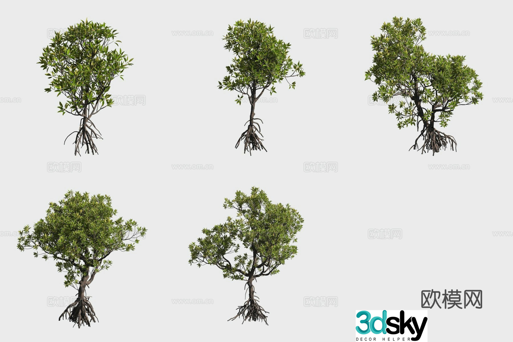 3D model of wood olive mangrove plants