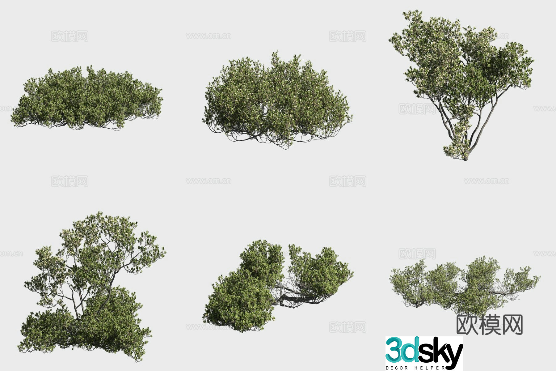Caper bean mangrove plant 3d model