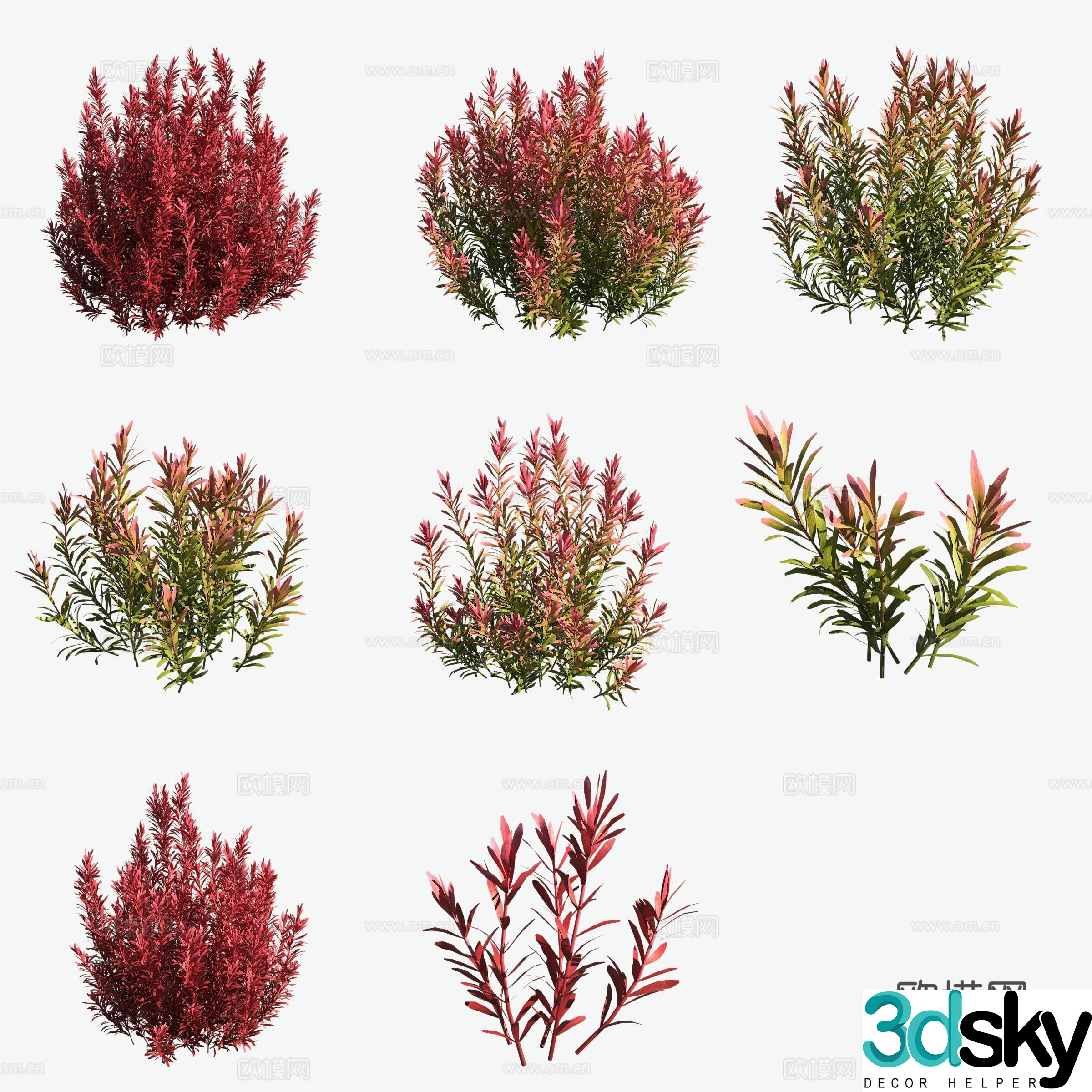 Aquatic plants red round leaves aquatic plants 3D model