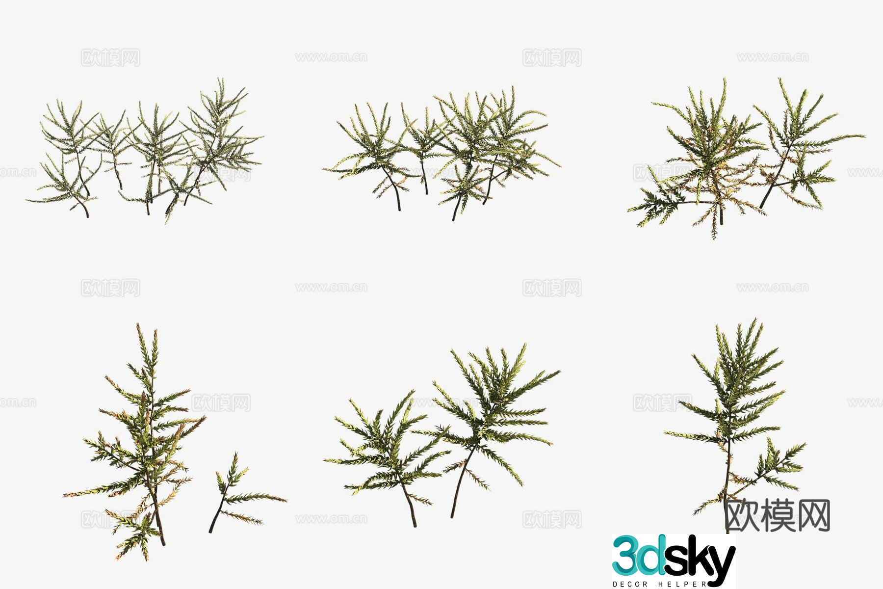 Aquatic plants Japanese perpetual moss aquatic plants 3D model