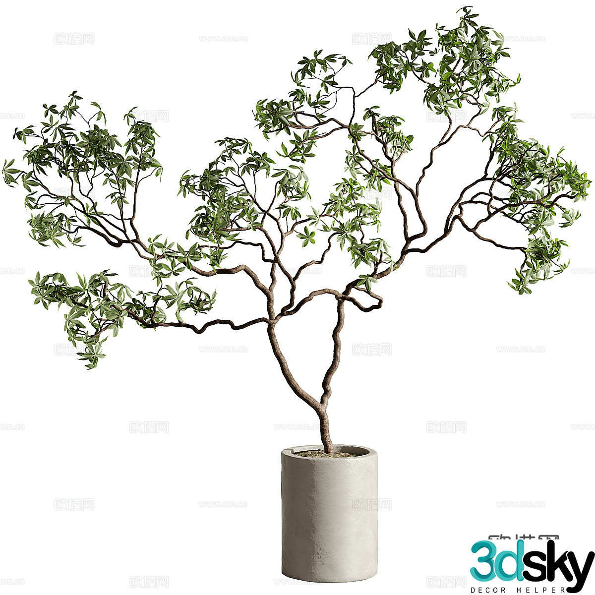 New Chinese style Wasabi fig potted 3D model