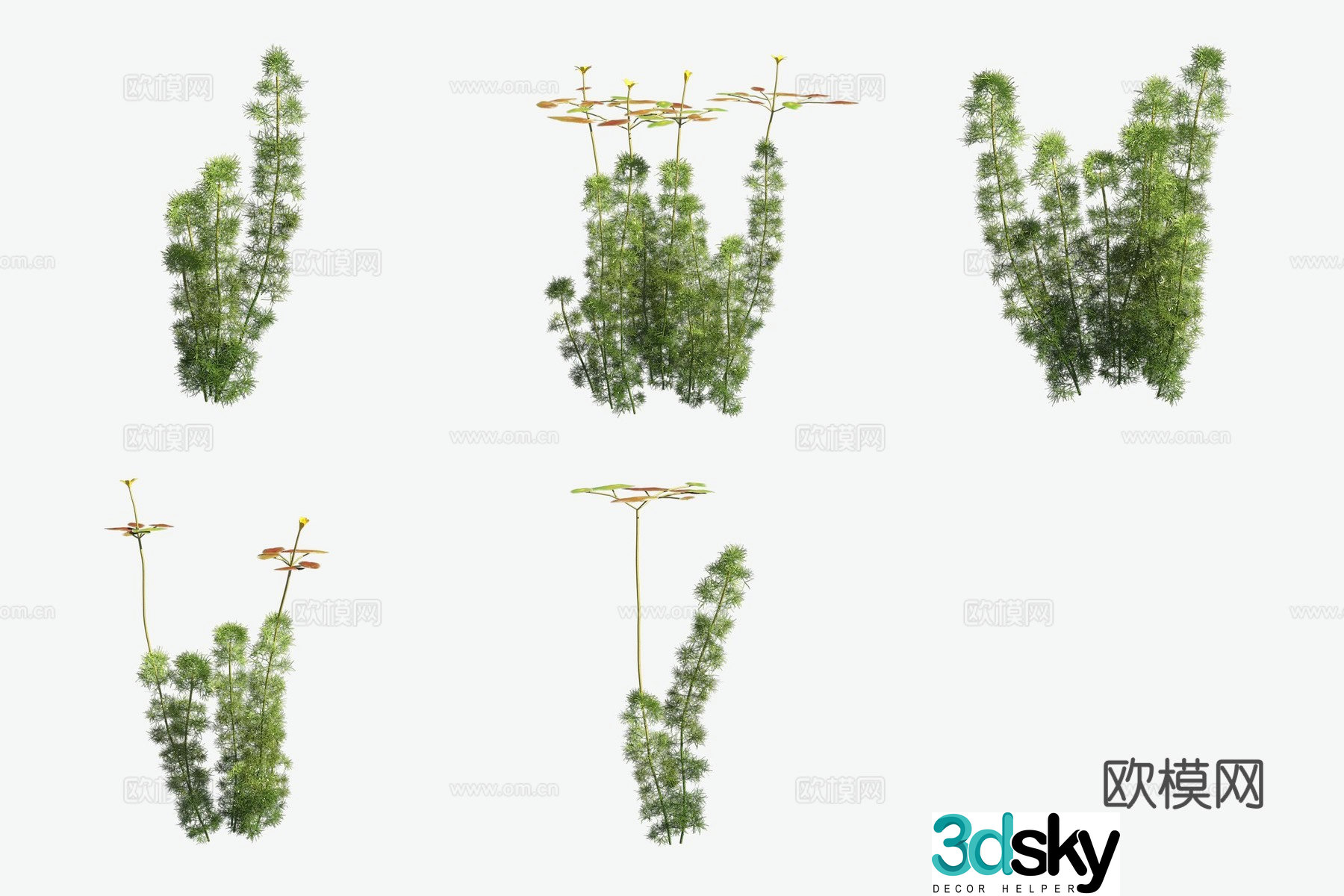 Aquatic plants green chrysanthemum plants aquatic plants 3D model