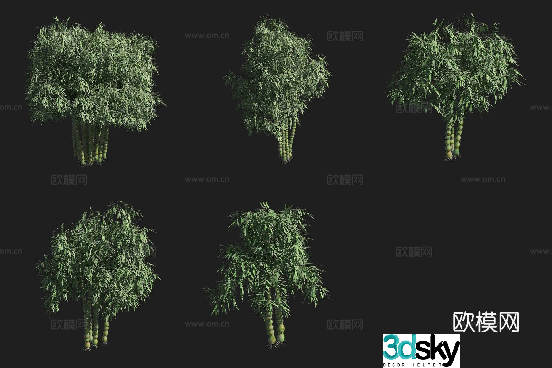 Bamboo forest Buddha belly bamboo 3d model