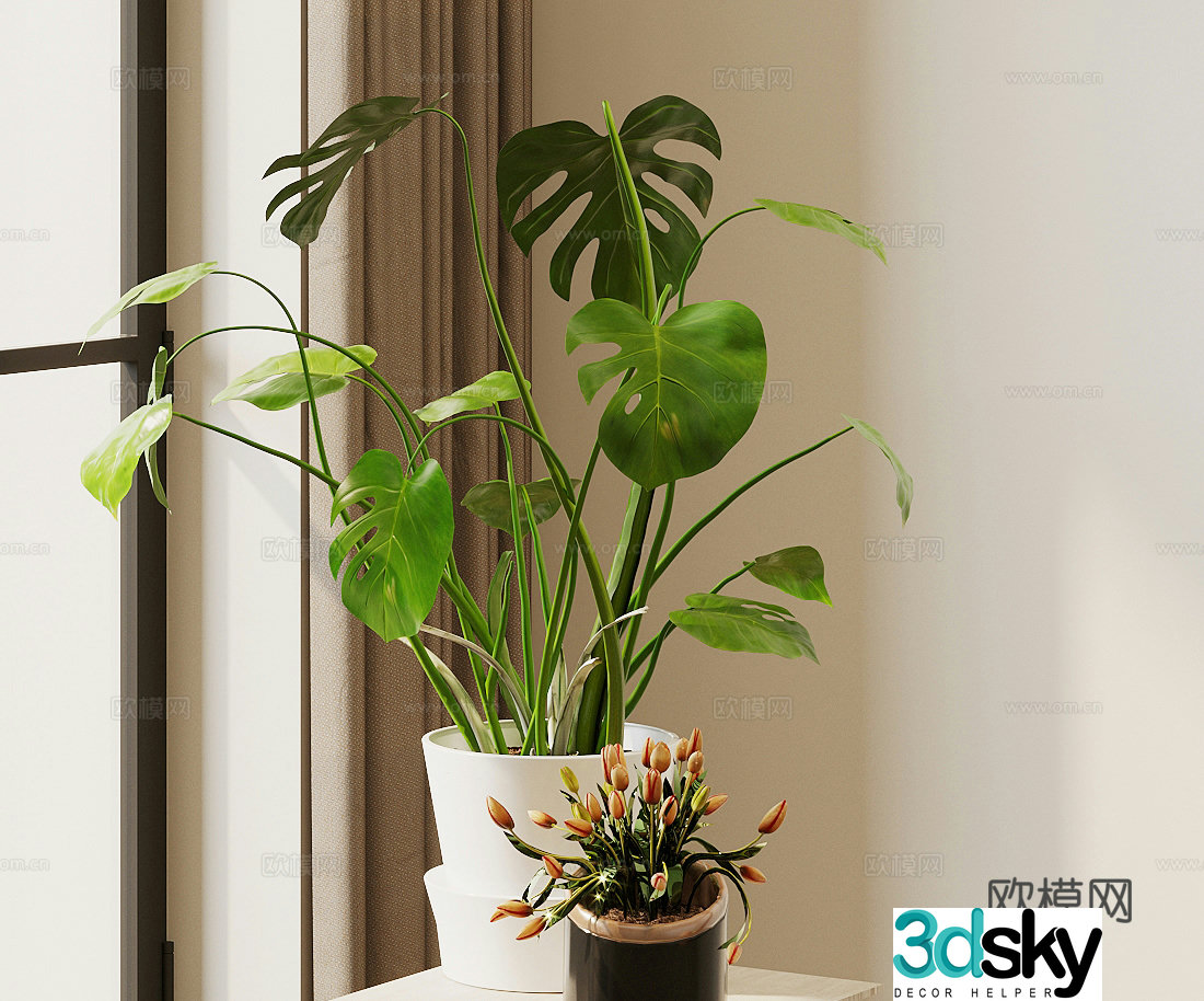 Monstera Bird of Paradise Potted 3D Model