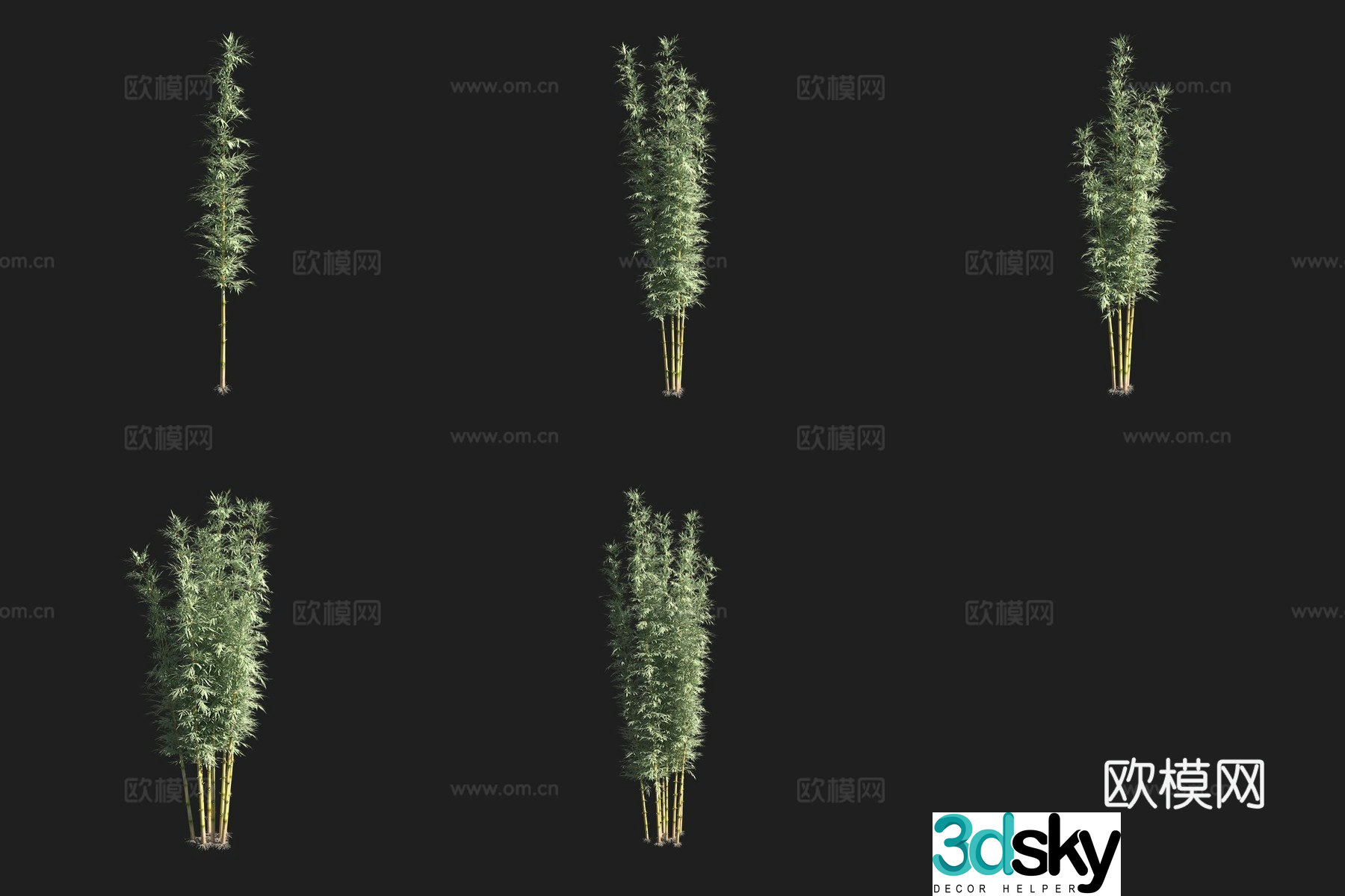 Chilean bamboo bamboo forest 3d model