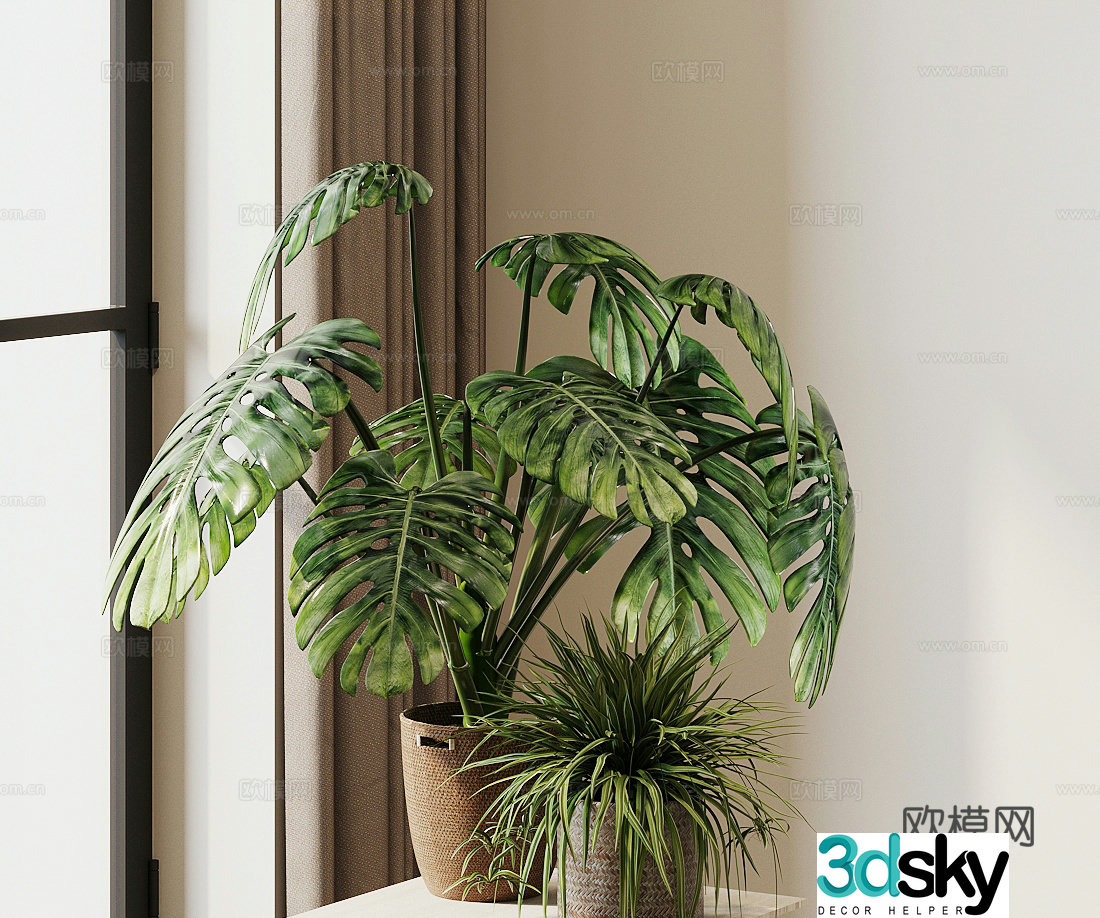 Potted Monstera Bird of Paradise 3d Model