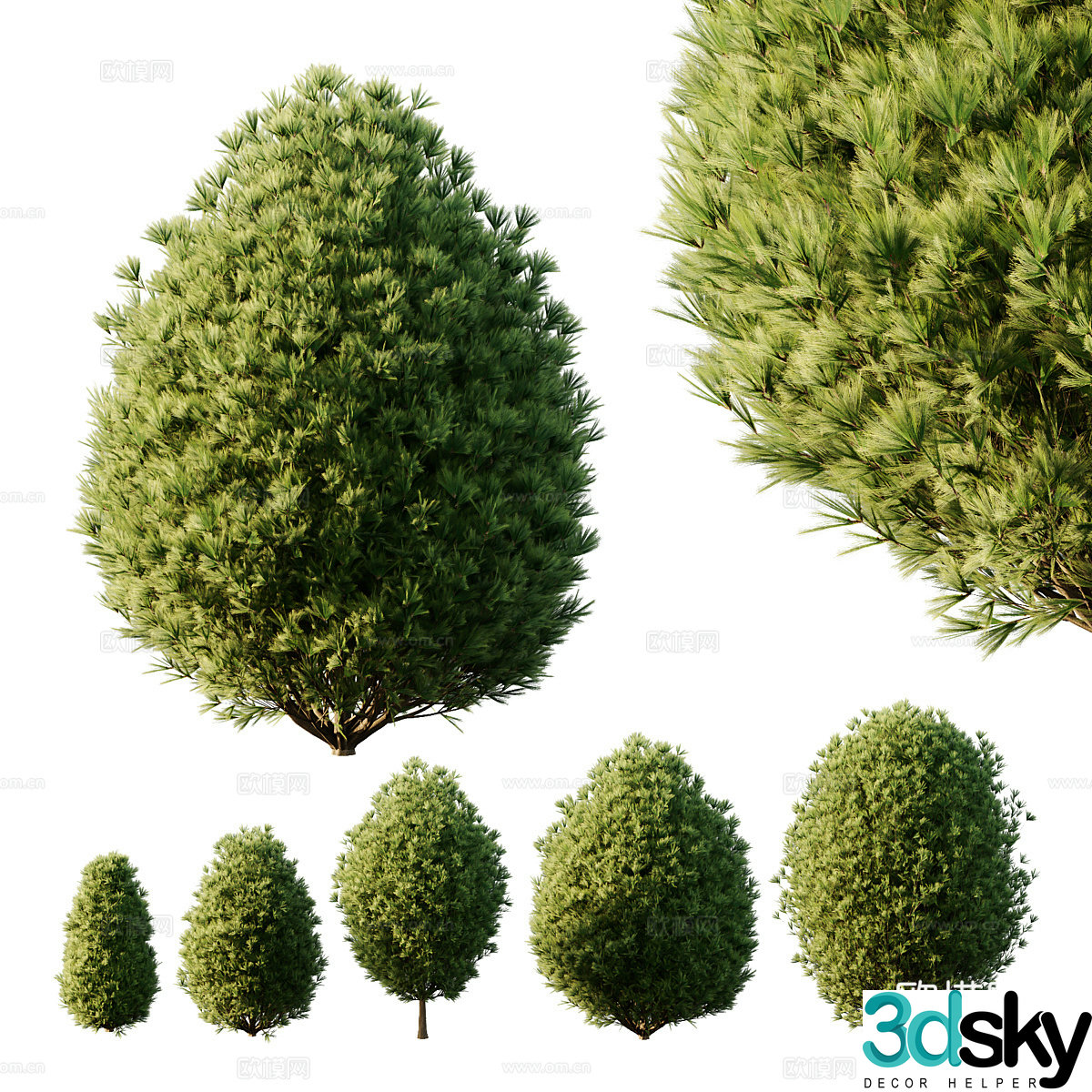 Pine tree 3d model