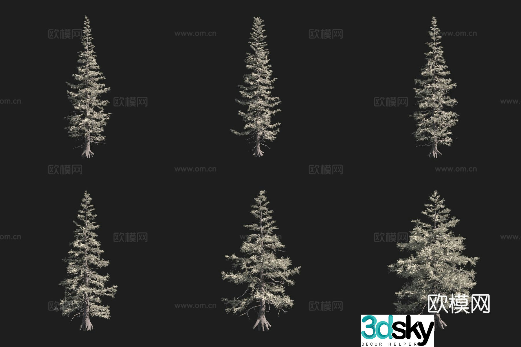 Rocky Mountain Fir North American Trees 3D Model