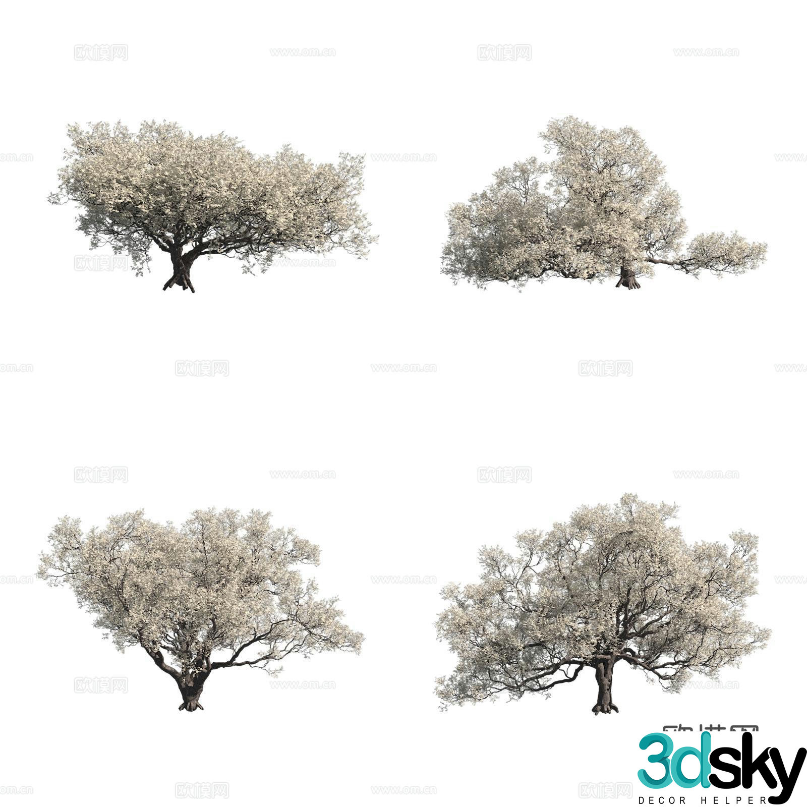 California live oak tree North American tree flower tree 3d model
