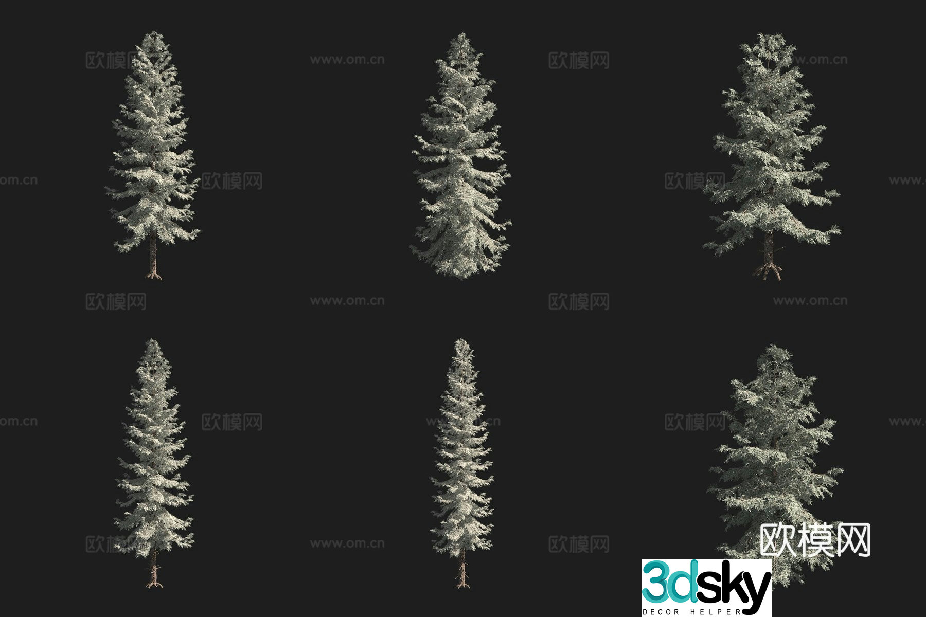 Engelman spruce North American tree 3d model