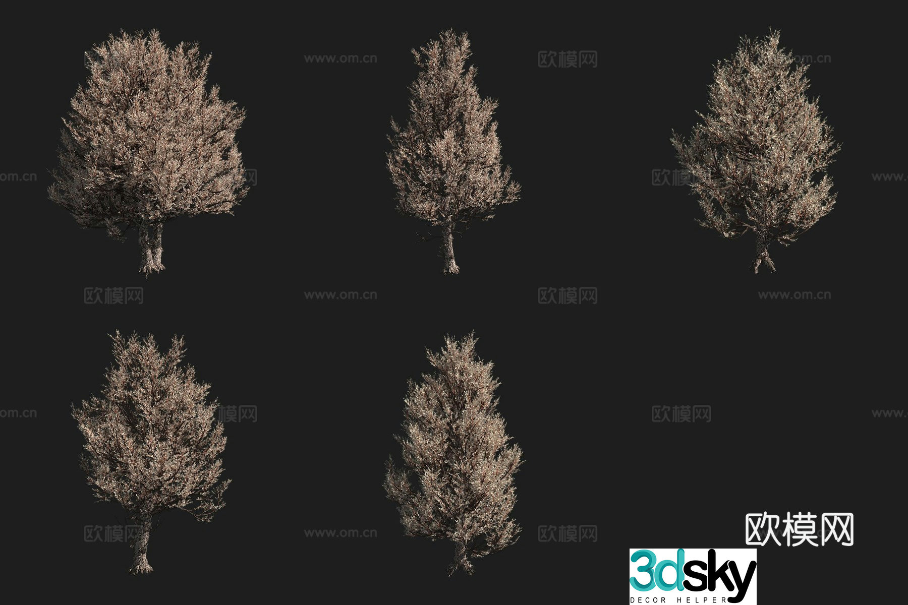 Rocky Mountain Round Cypress North American Tree 3D Model