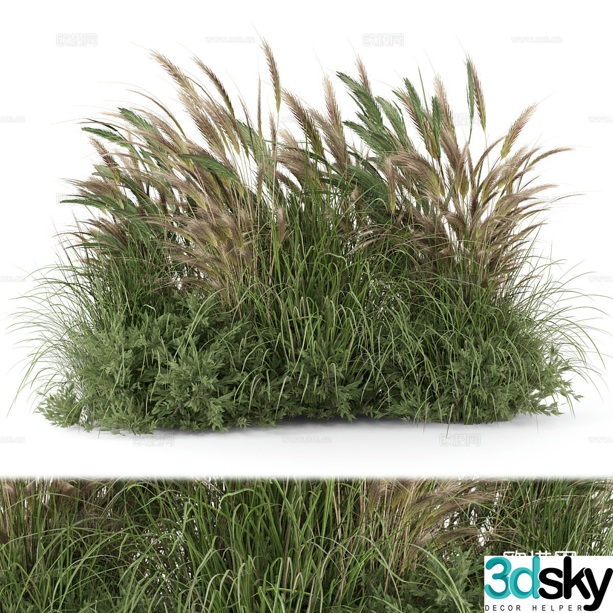 Dog Tail Grass 3D Model