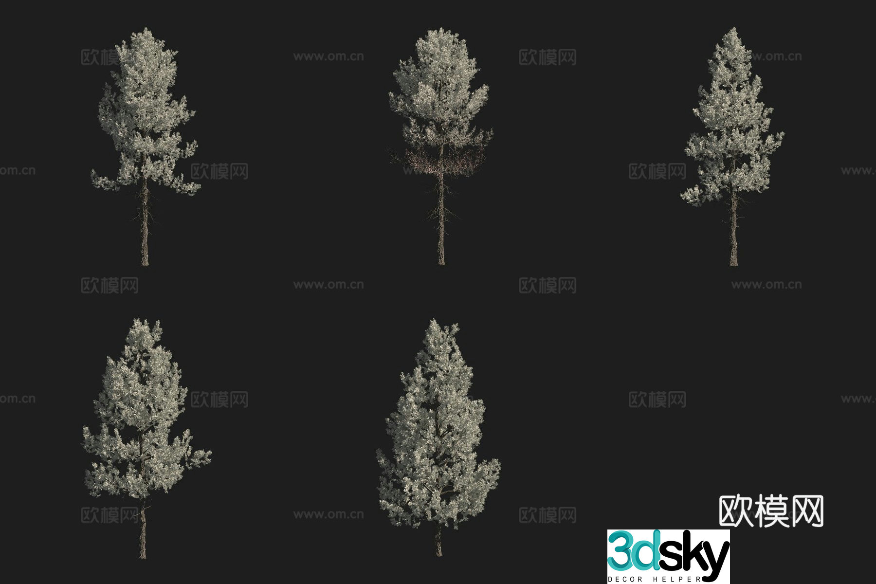 Blue leaf North American yellow fir tree North American tree 3d model