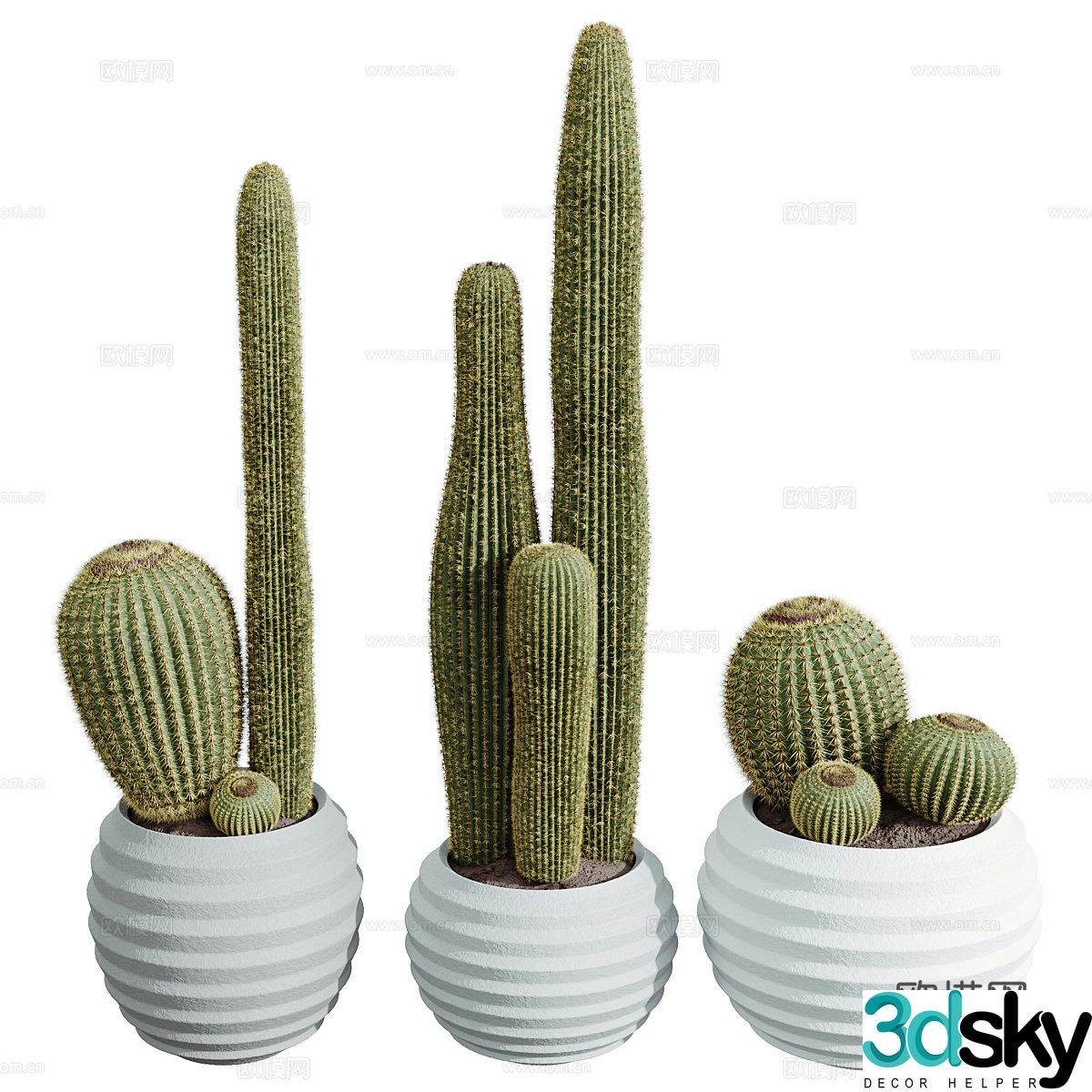 Cactus Cactus 3D Model