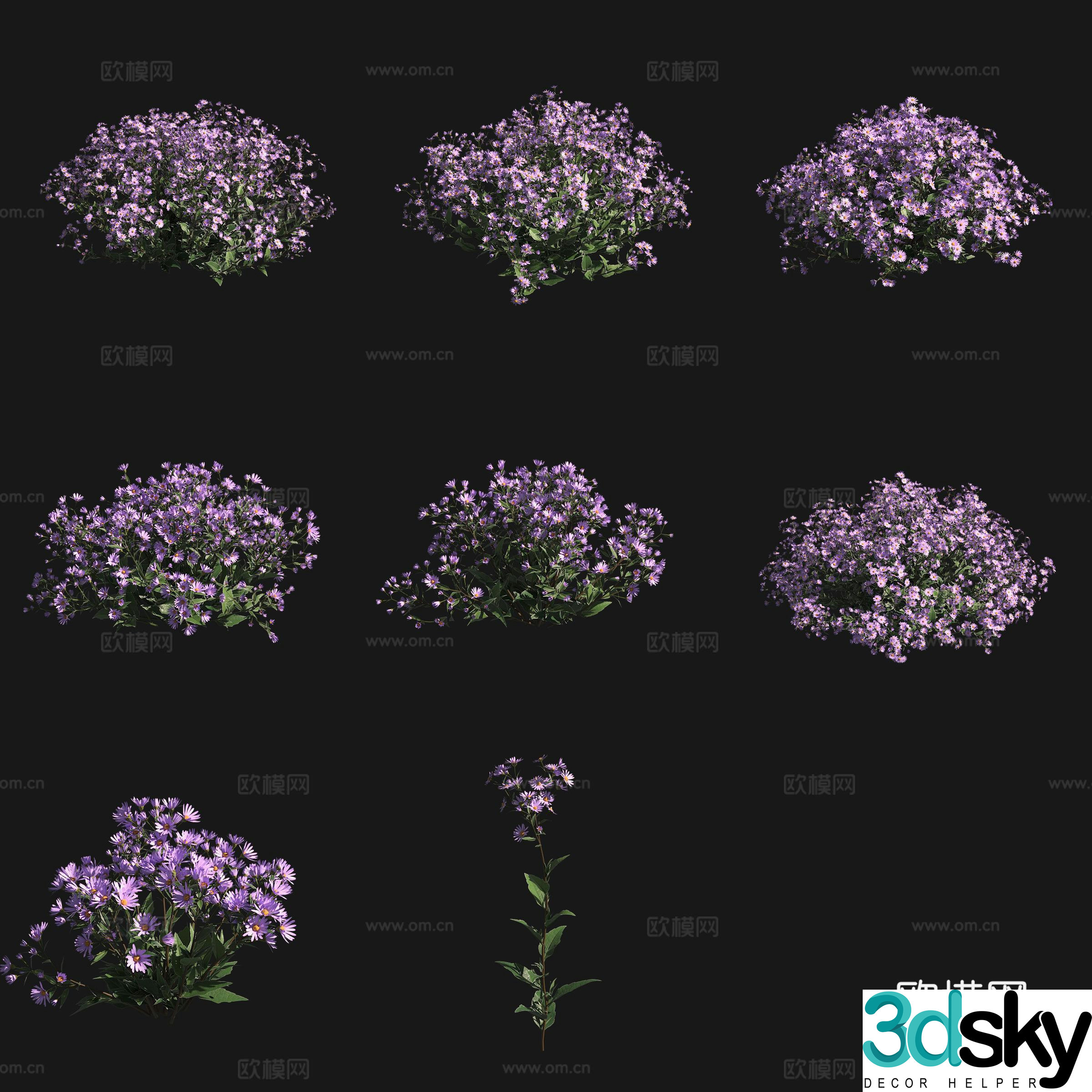 Three-vein aster flowers and plants shrubs 3D model