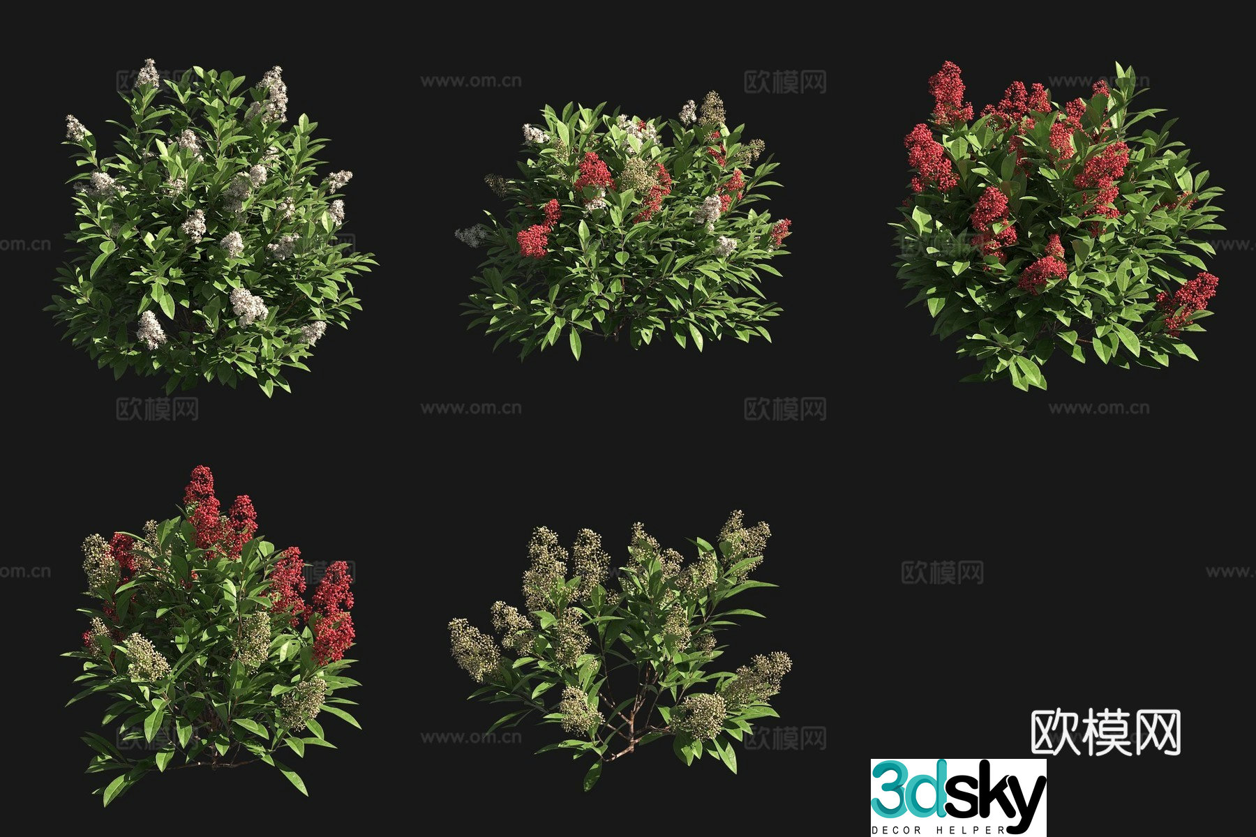 Ruby Taro shrub flower tree 3d model