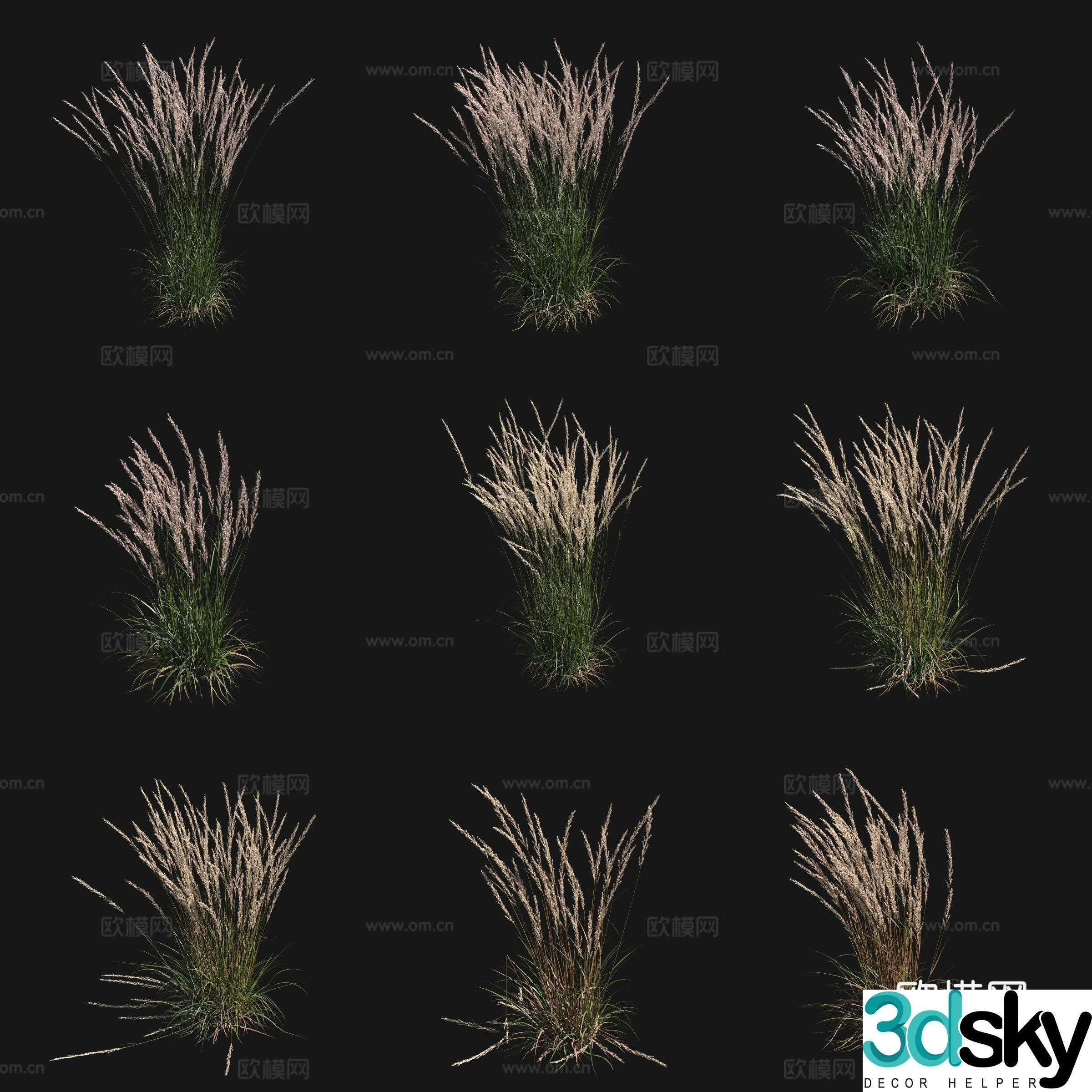 3D model of whiskers