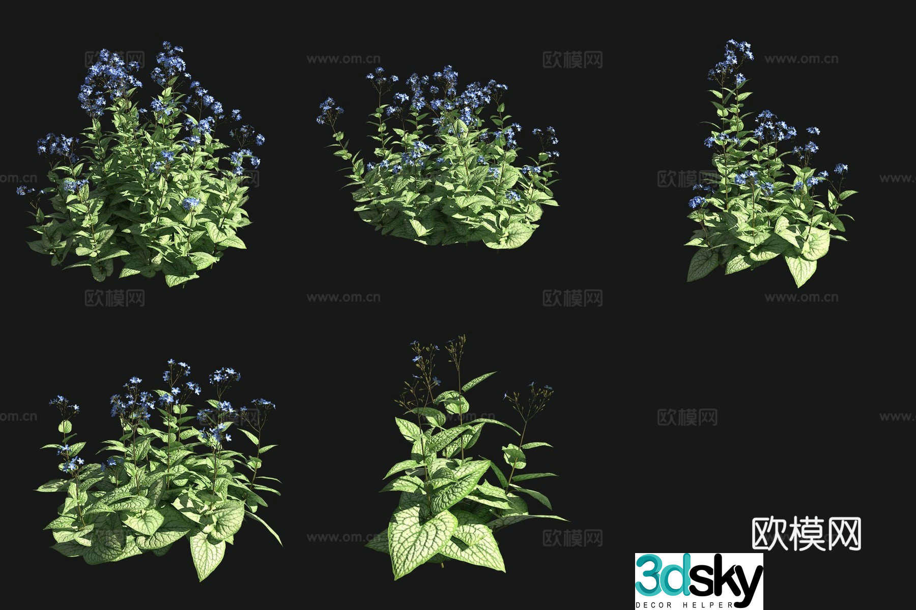 Big Leaf Cattle Tongue Flowers and Plants Garden Plant 3D Model