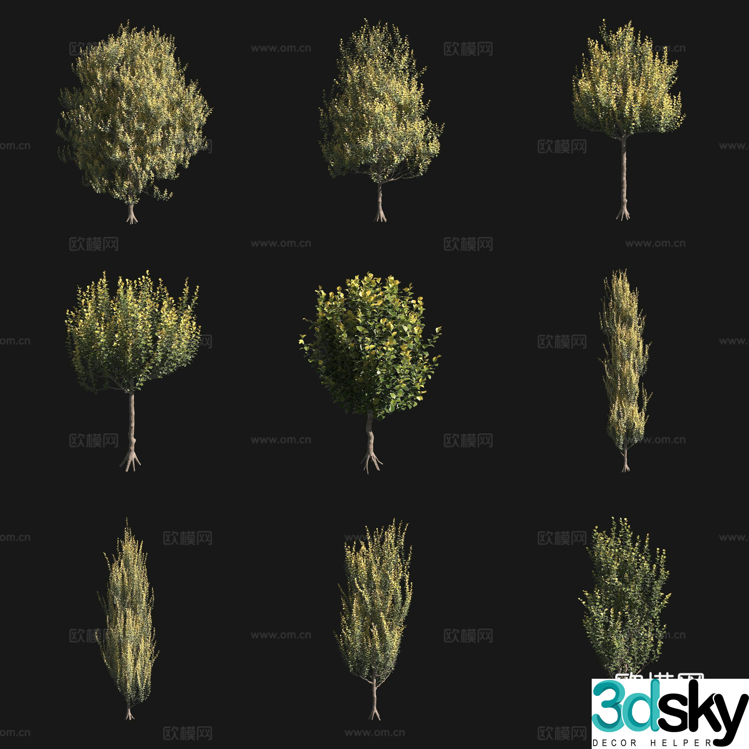 Dutch Elm 3D Model