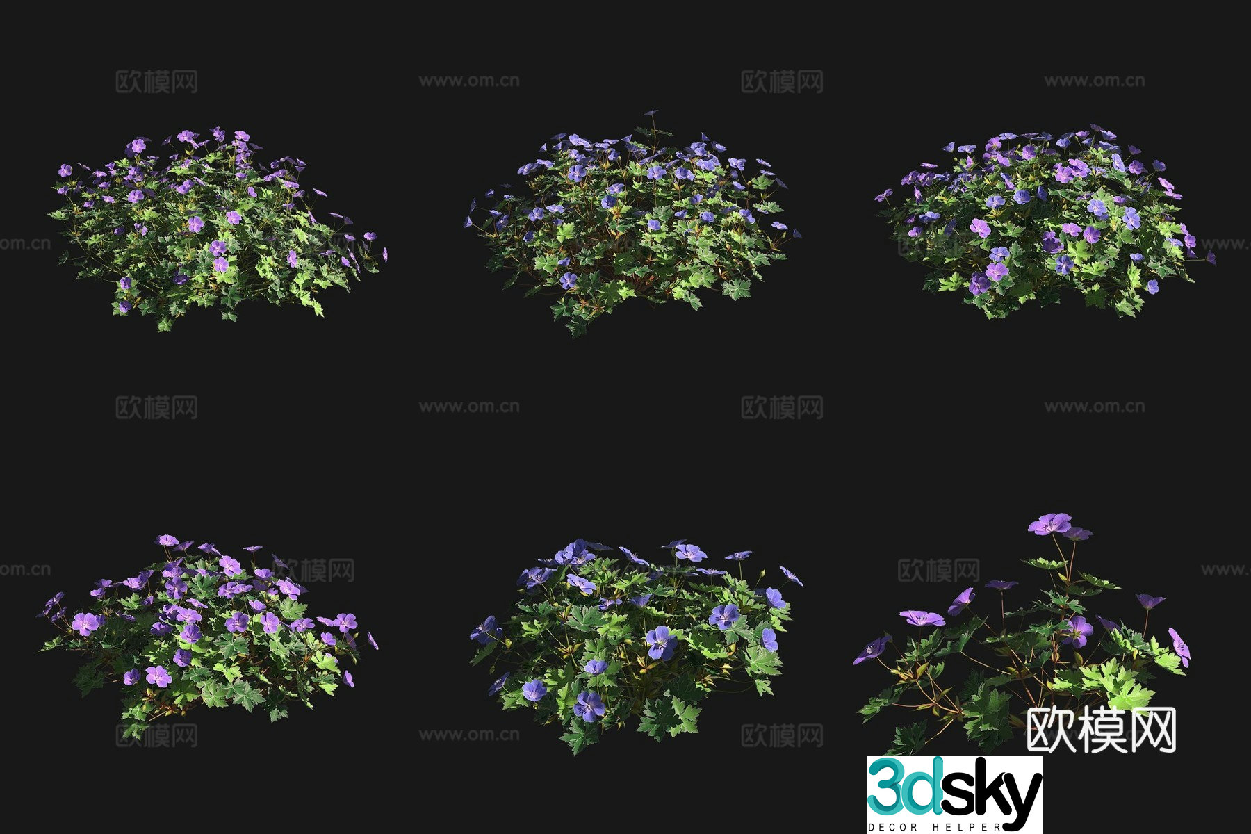 Geranium flowers and bushes 3d model