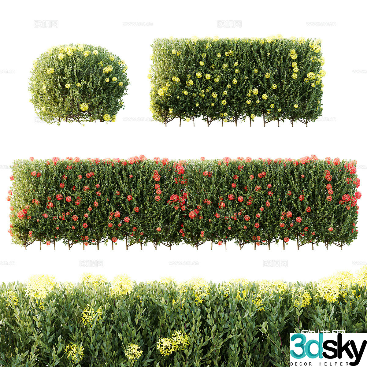 Jasmine bush 3d model