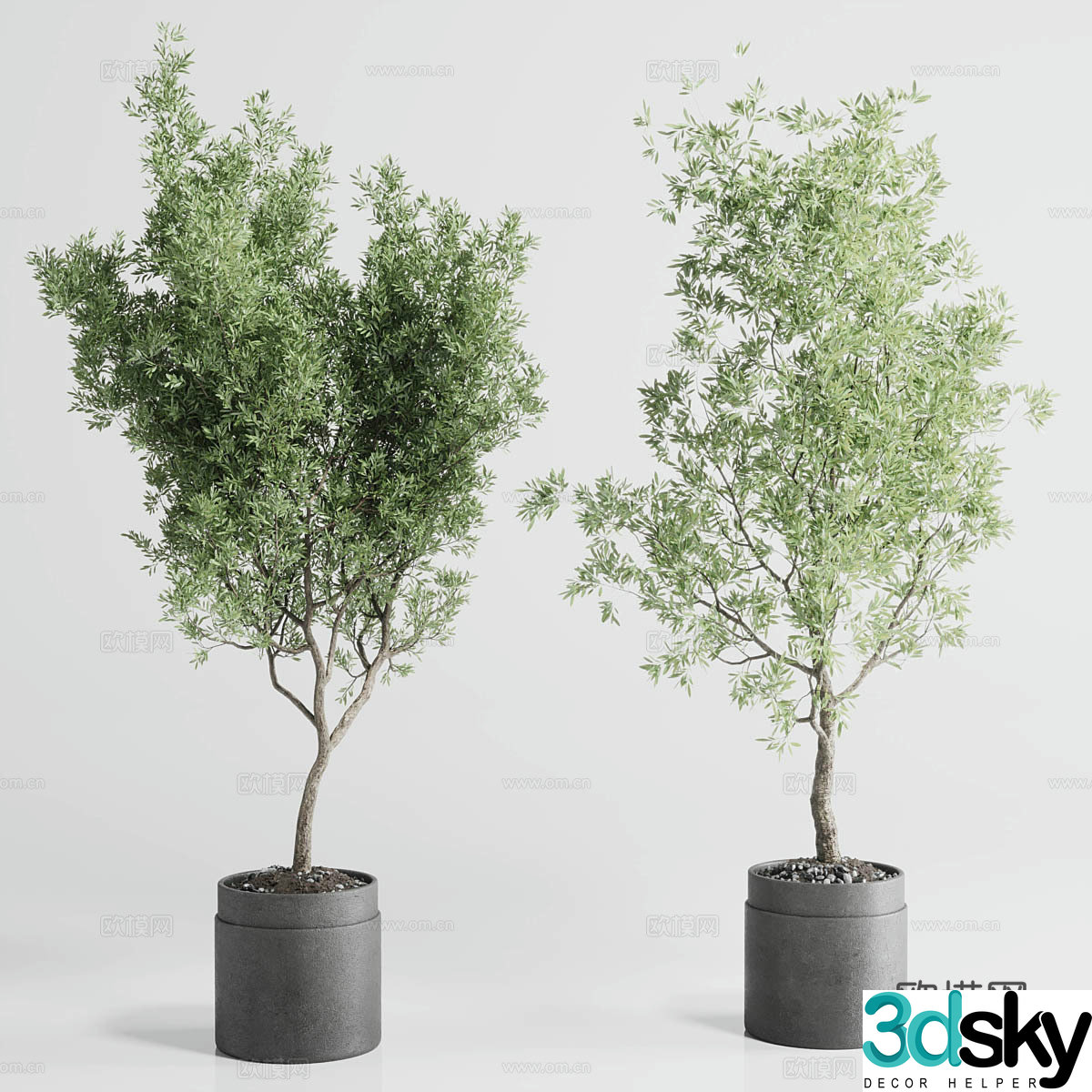Modern olive tree potted plant 3d model