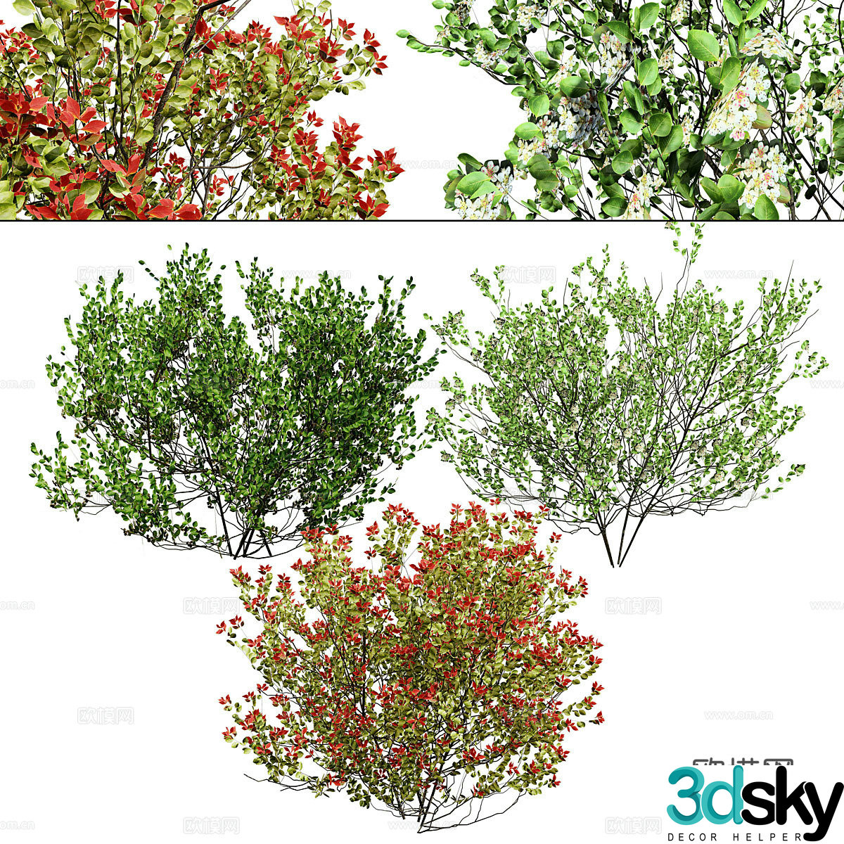 Shrub Wild Cherry Berry 3D Model