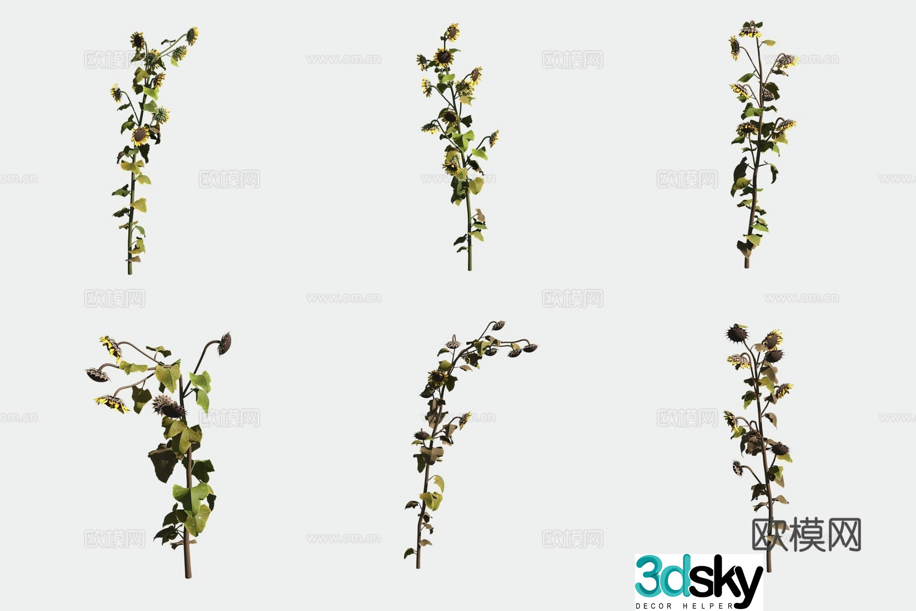 Sunflower 3d model