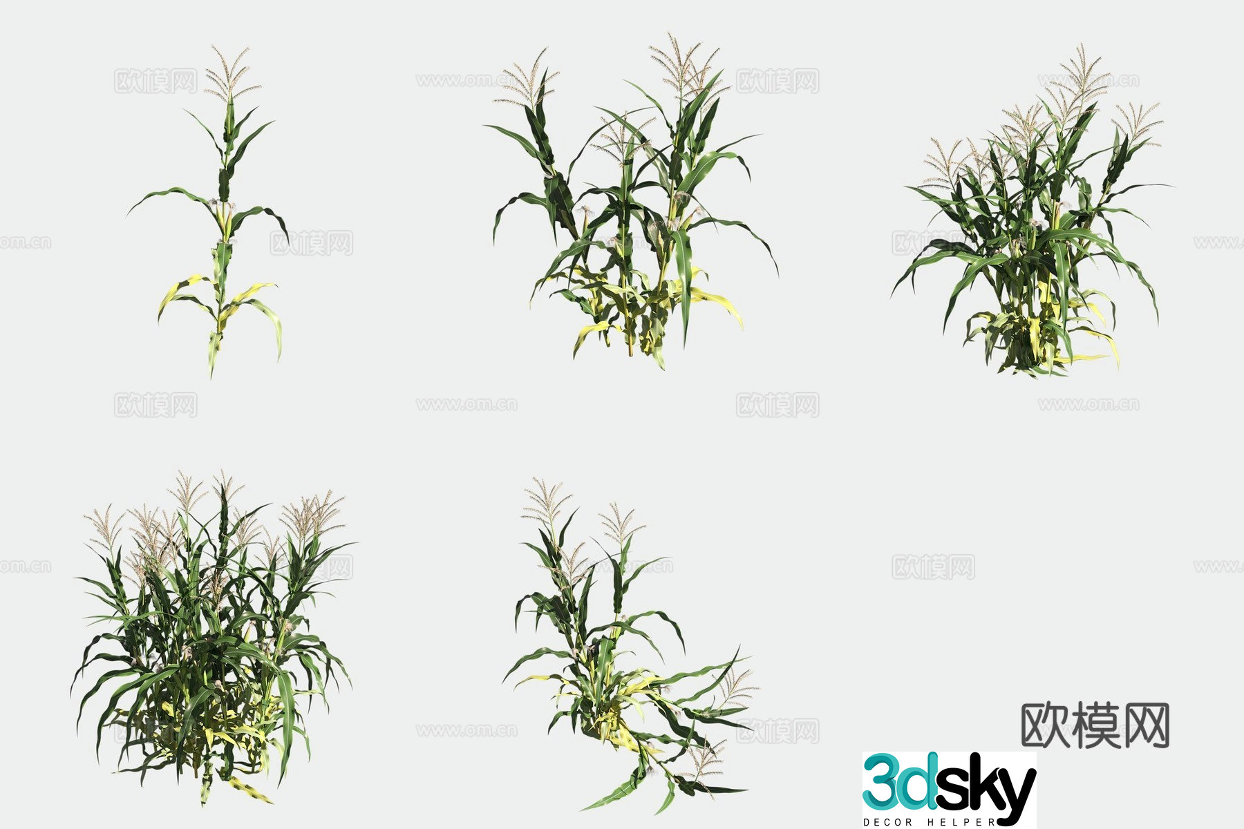 Corn crop crop 3d model