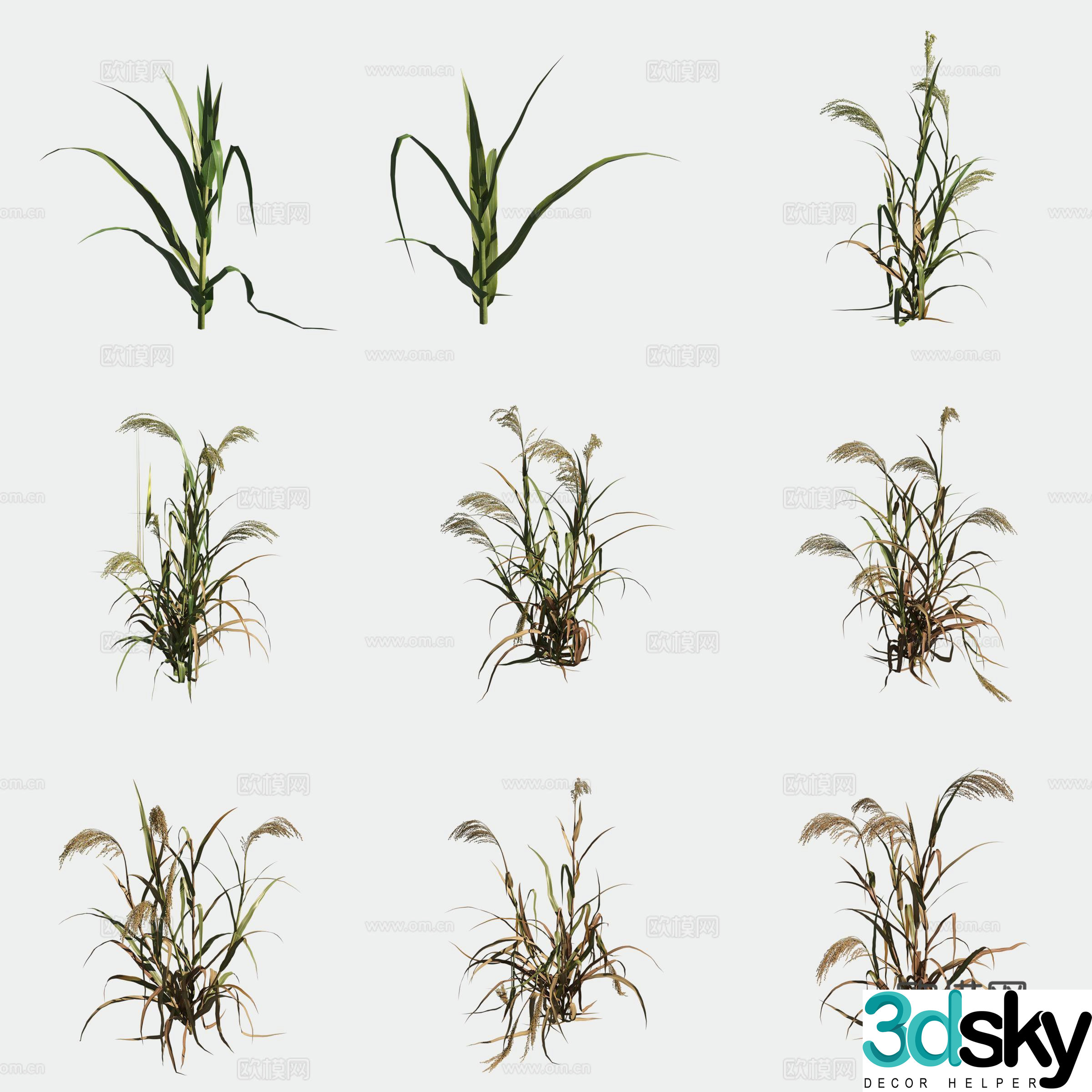 3D model of jimizu crops