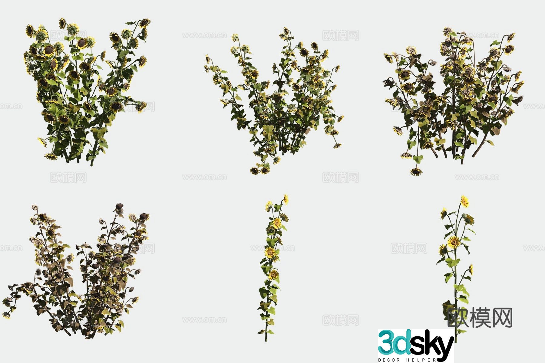 Sunflower 3d model