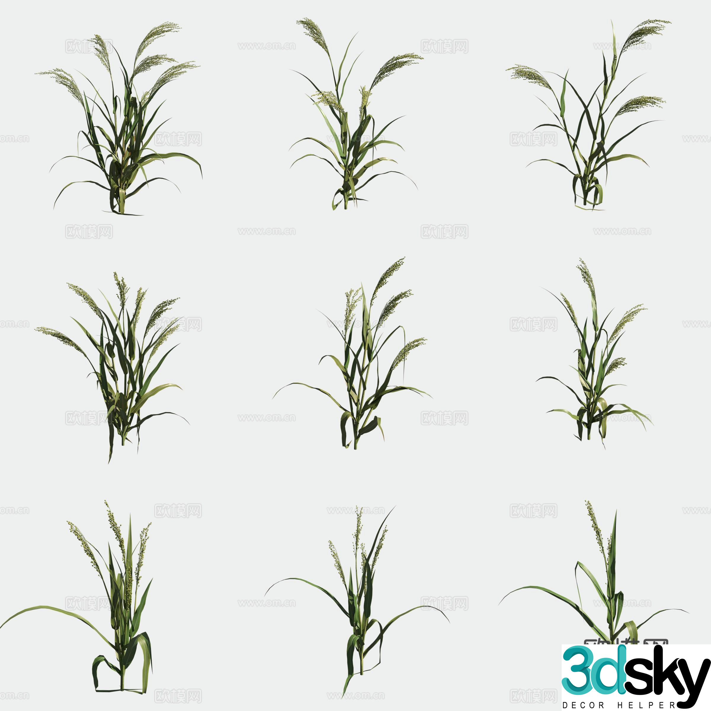 3D model of jimizu crops
