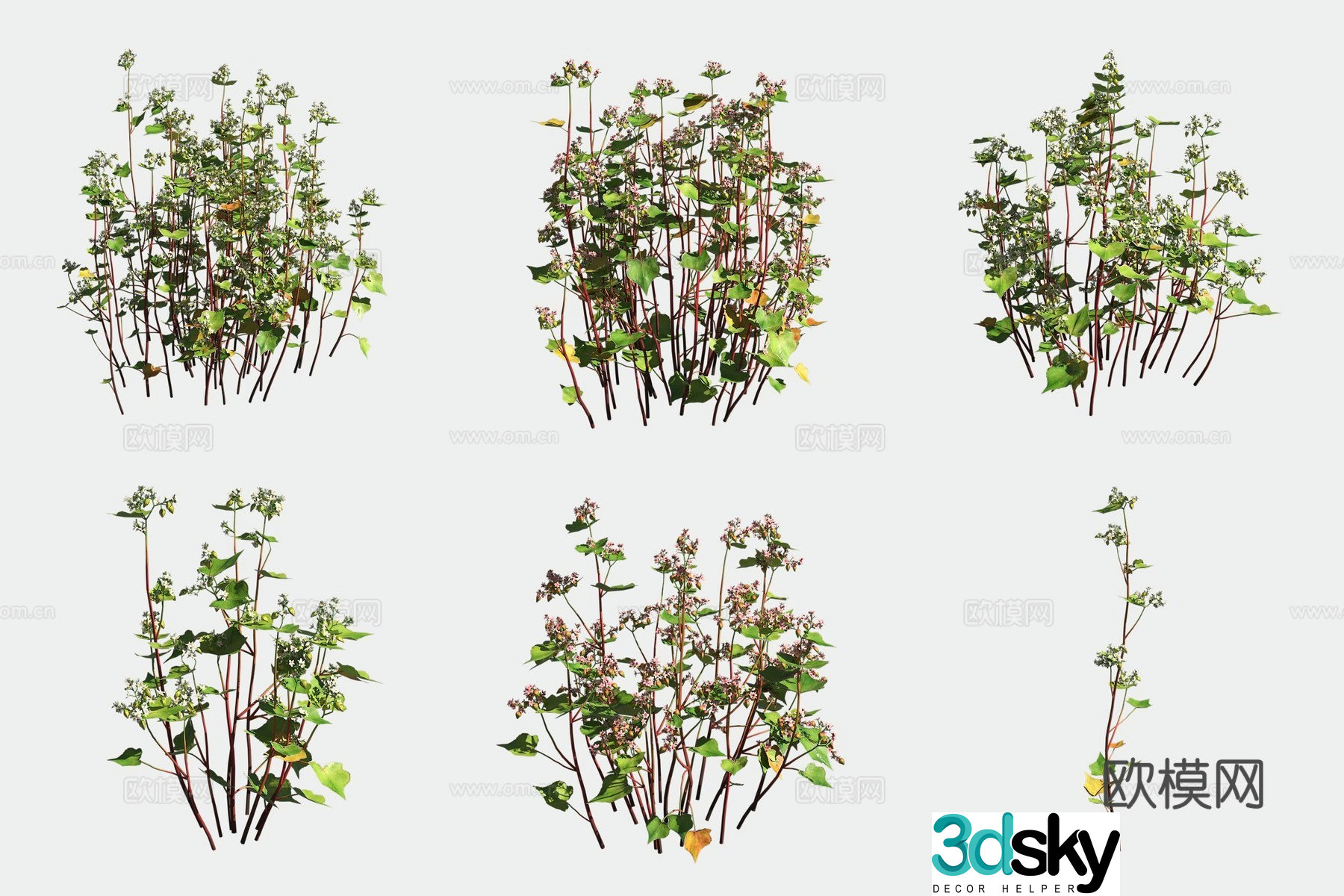 Buckwheat crops and vegetables 3d model