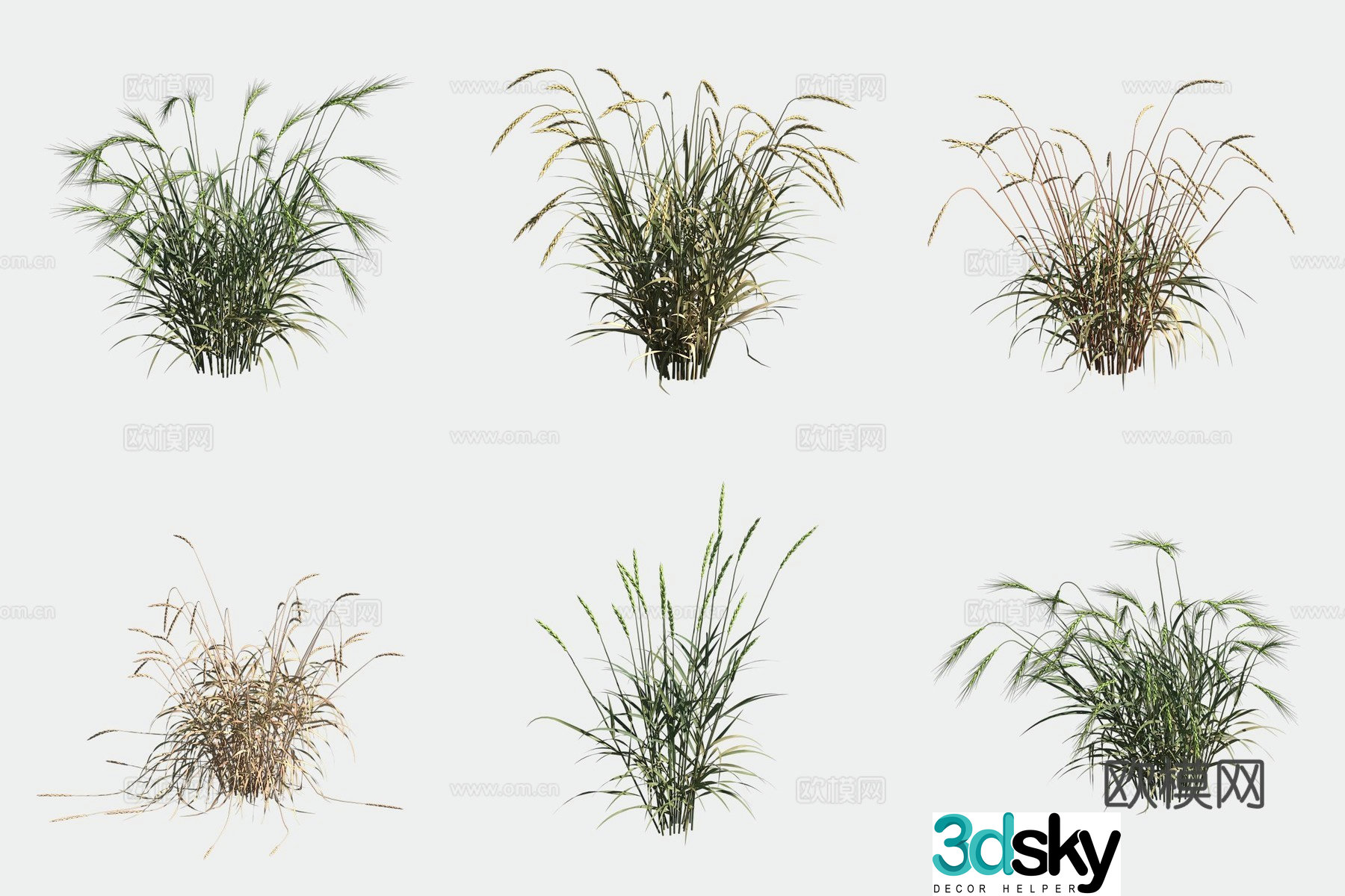 Spelt wheat crop crop 3d model