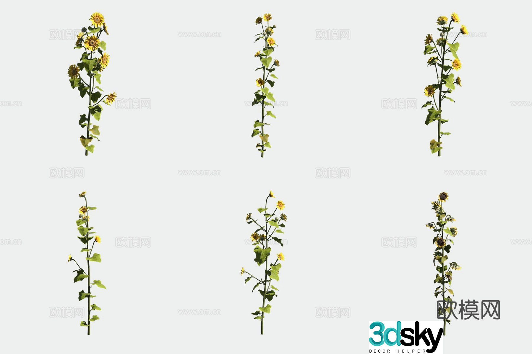 Sunflower 3d model