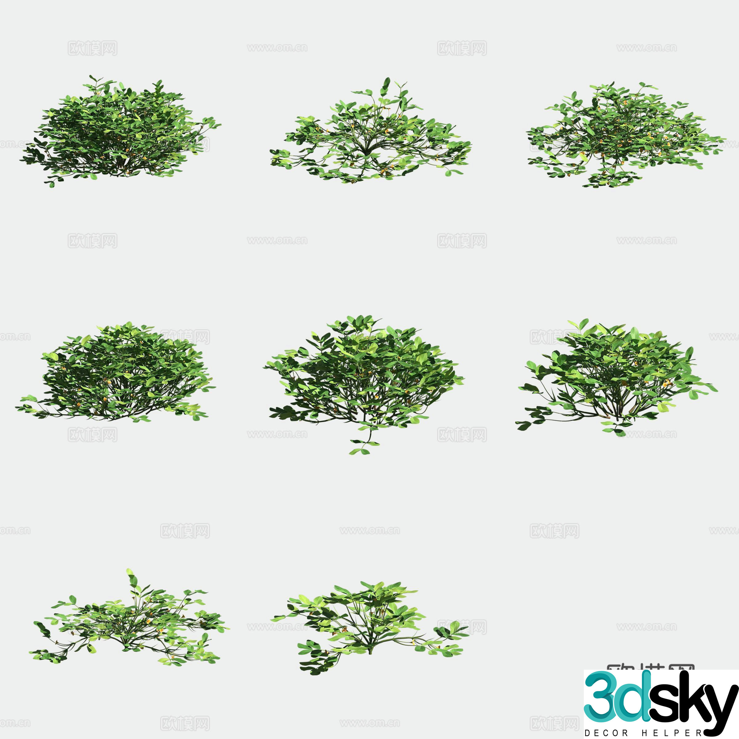 Peanut seedlings crop crop 3d model