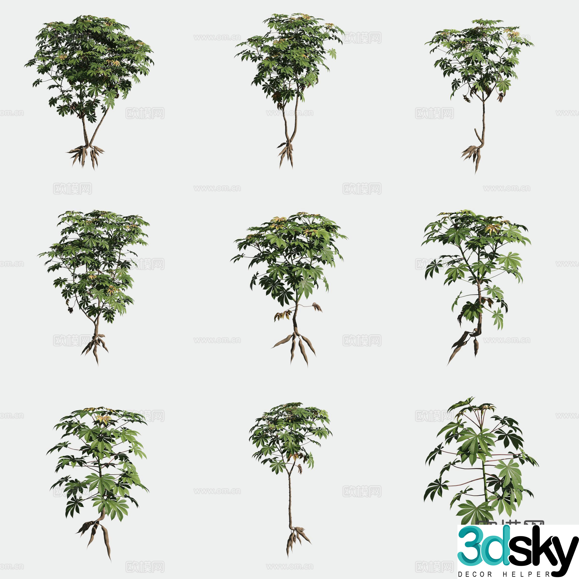 Cassava crops vegetable 3d model
