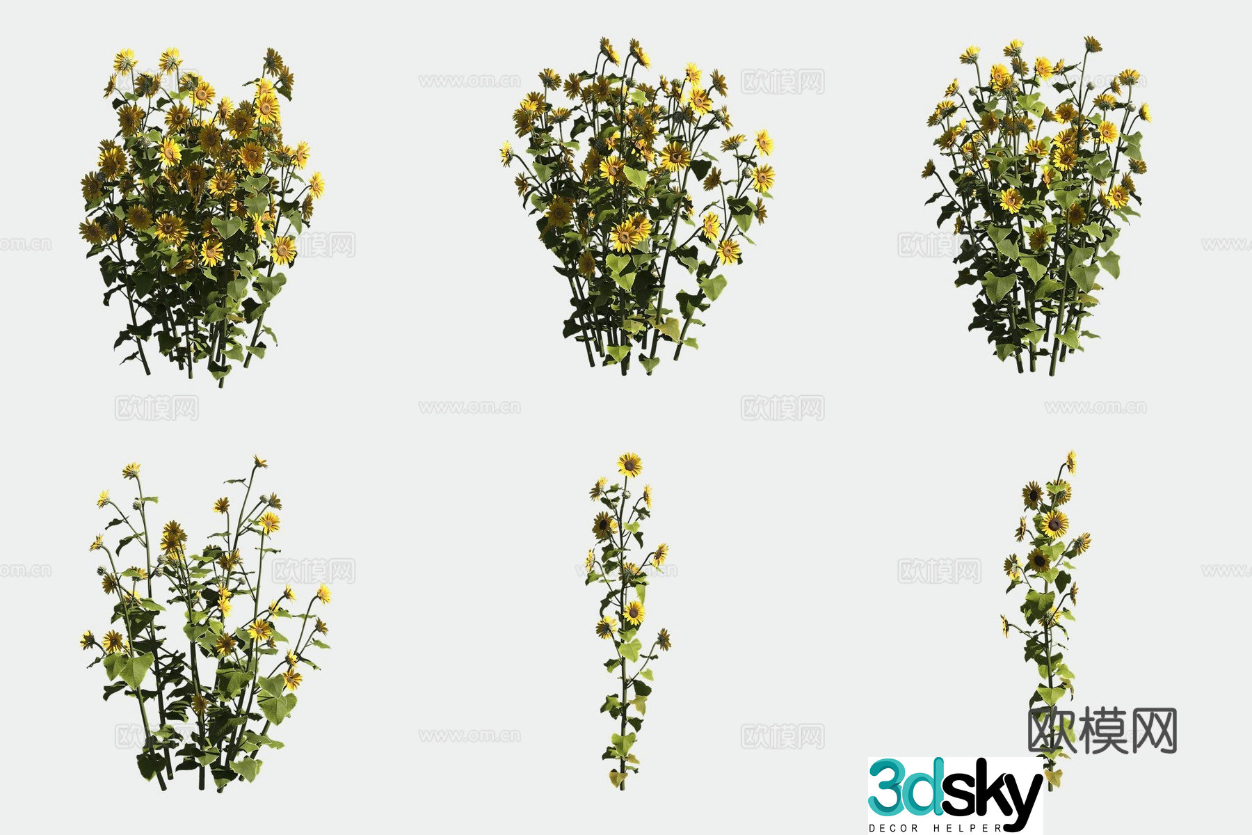 Sunflower 3d model